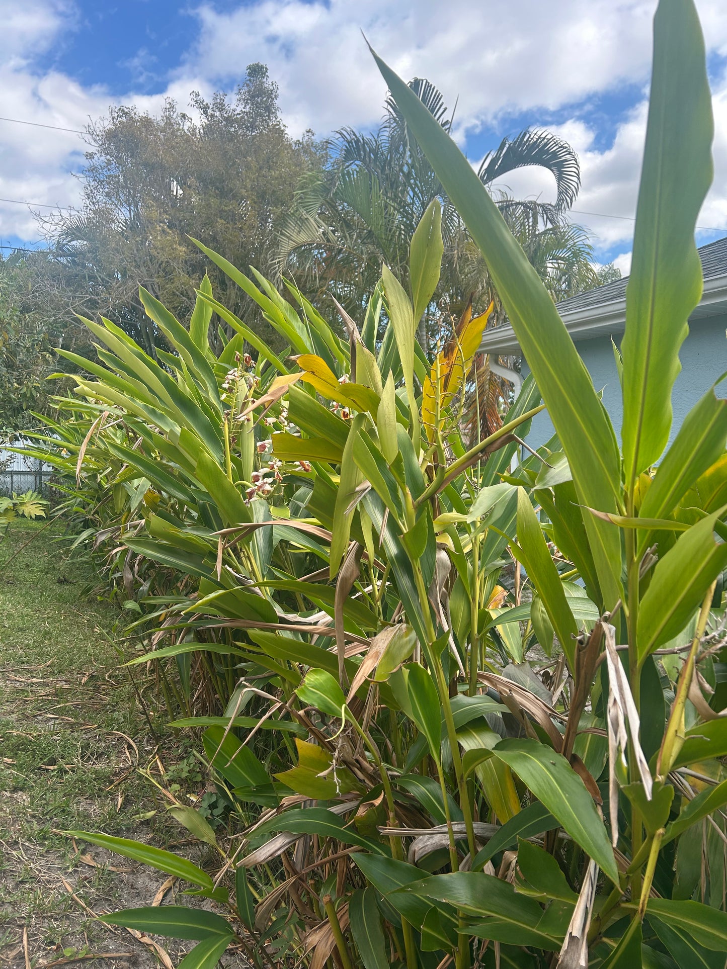 Giant pink shell ginger rhizomes
