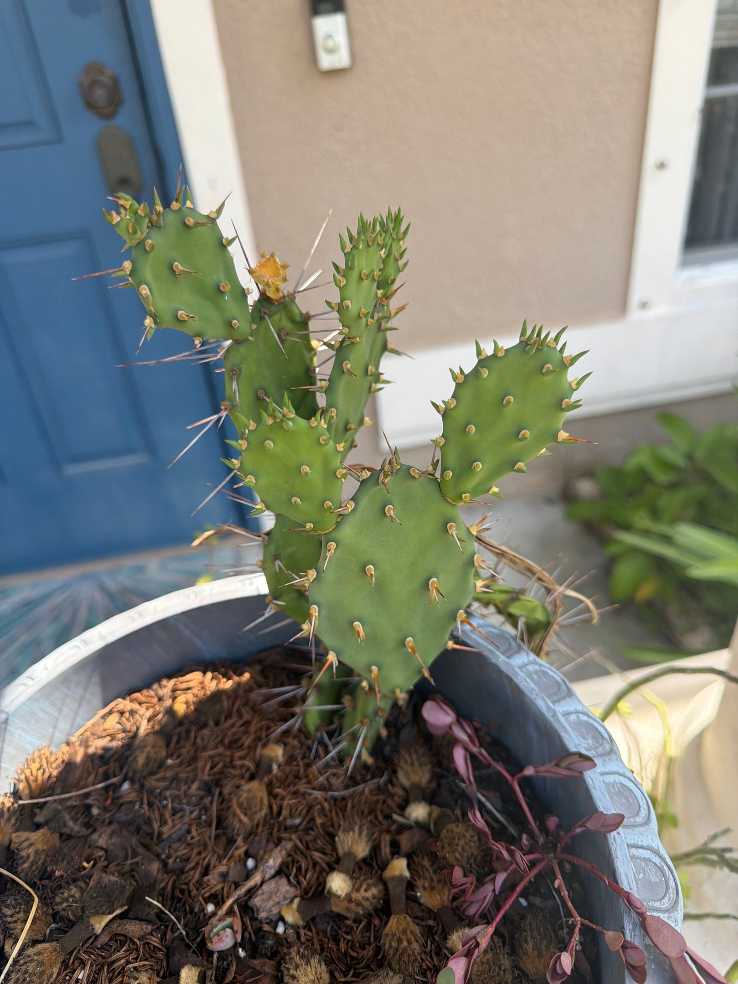 Florida dwarf, prickly pear 