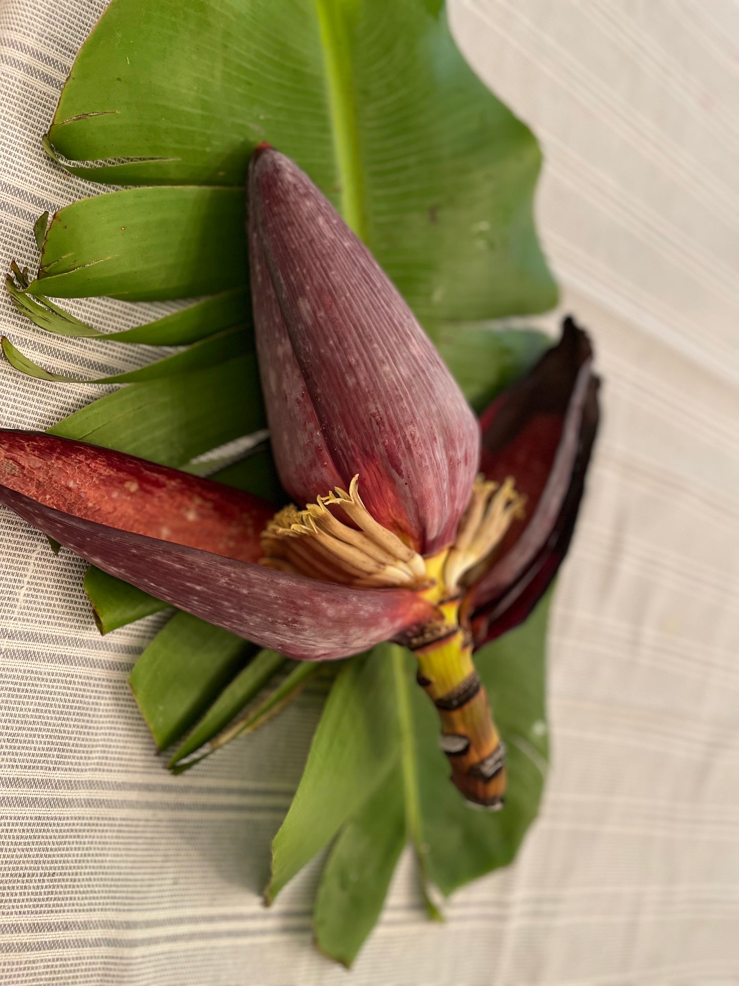 Banana flower tea