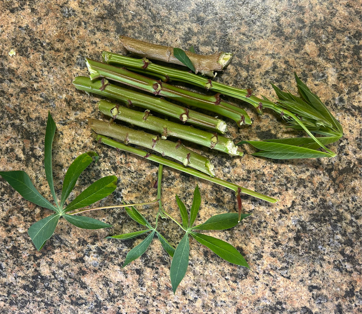Yuca cuttings