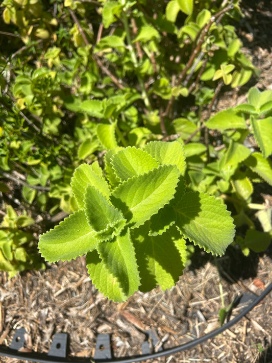 Caribbean oregano(cuttings)