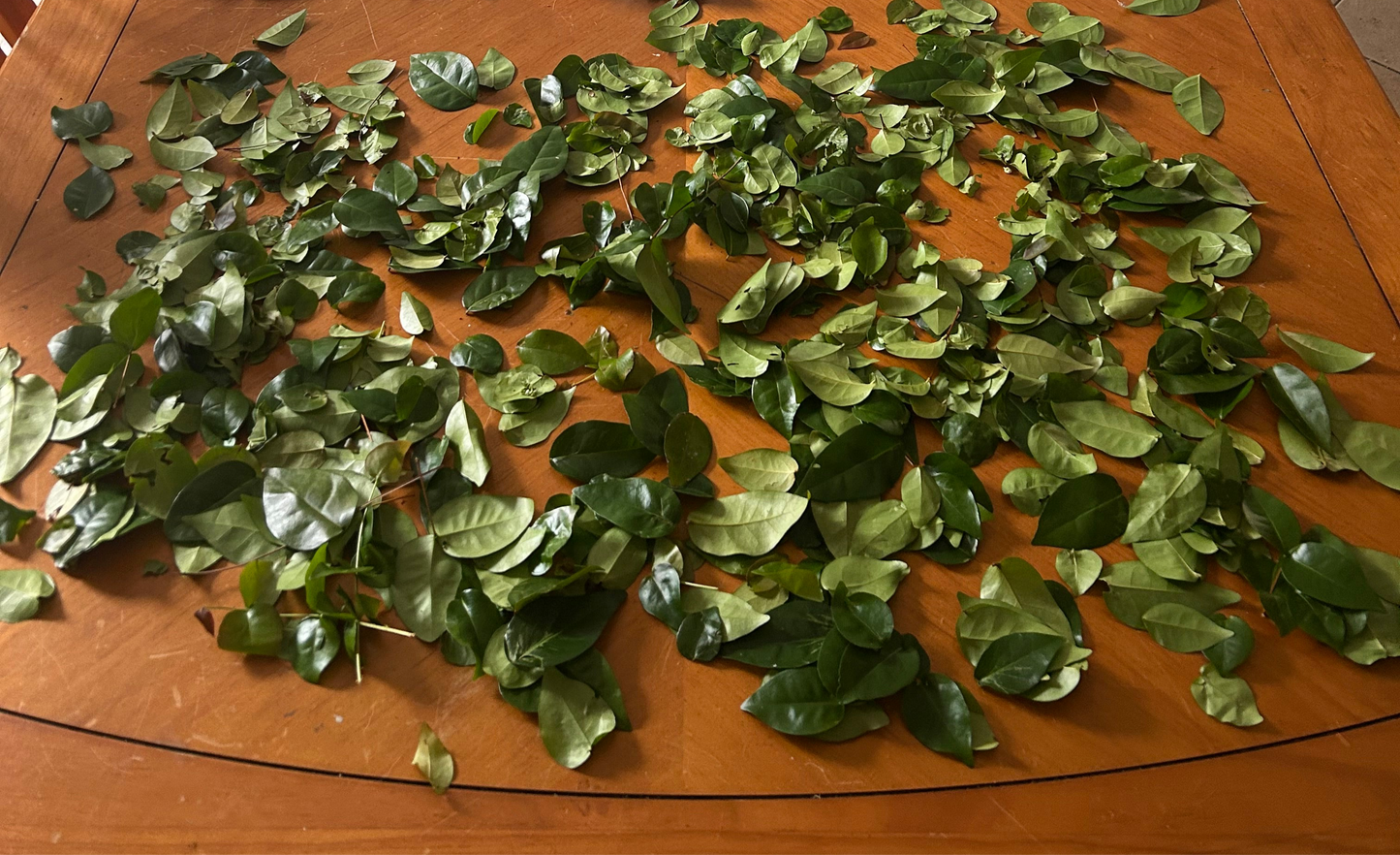 Dried Brazilian cherry leaves