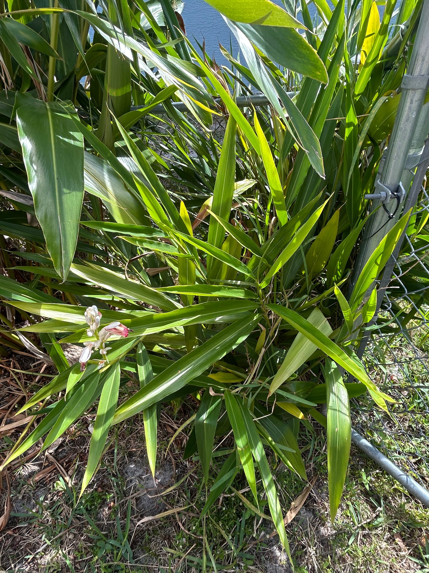 Galangal ginger rhizomes