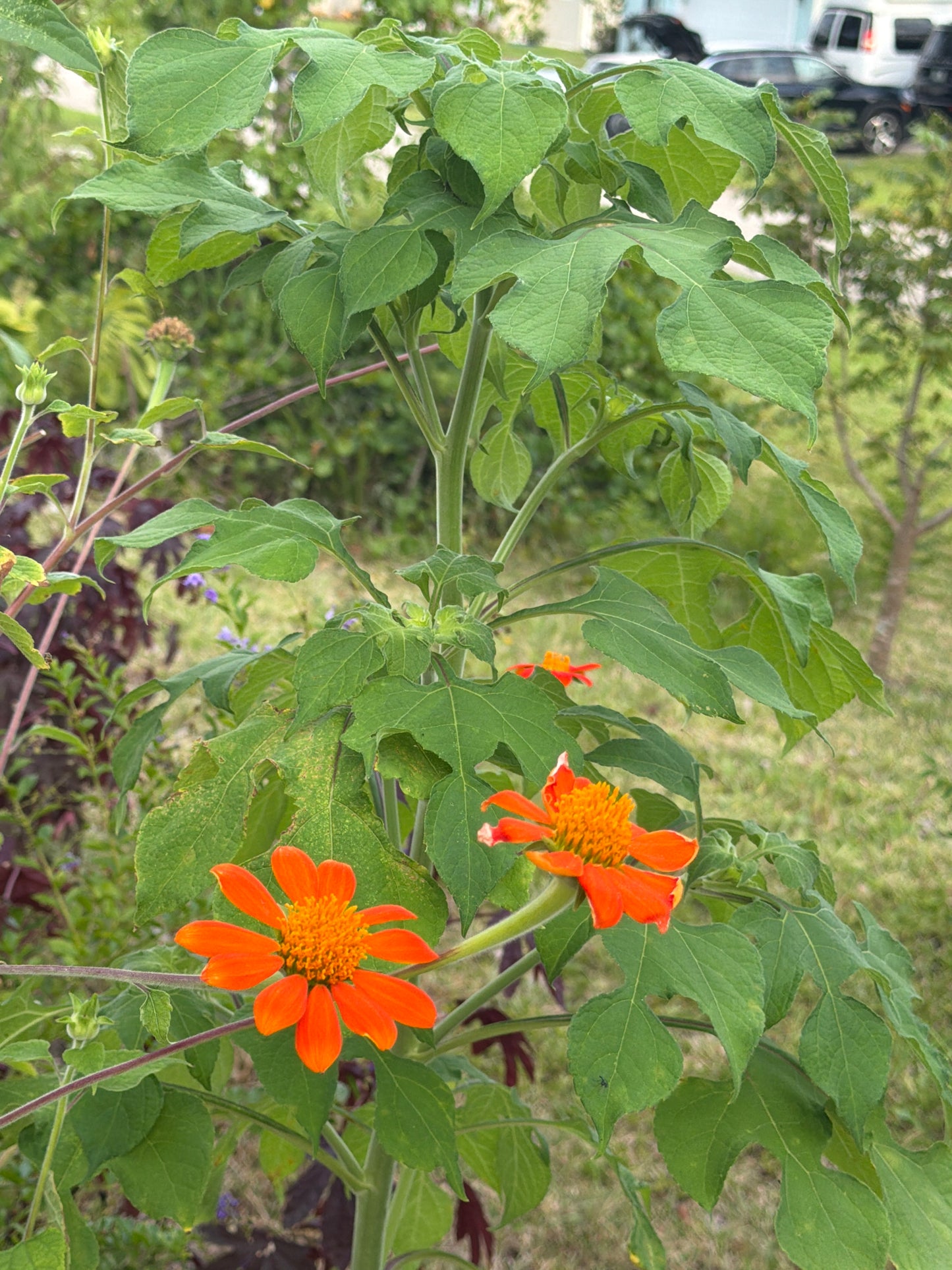 Red torch, Mexican sunflower