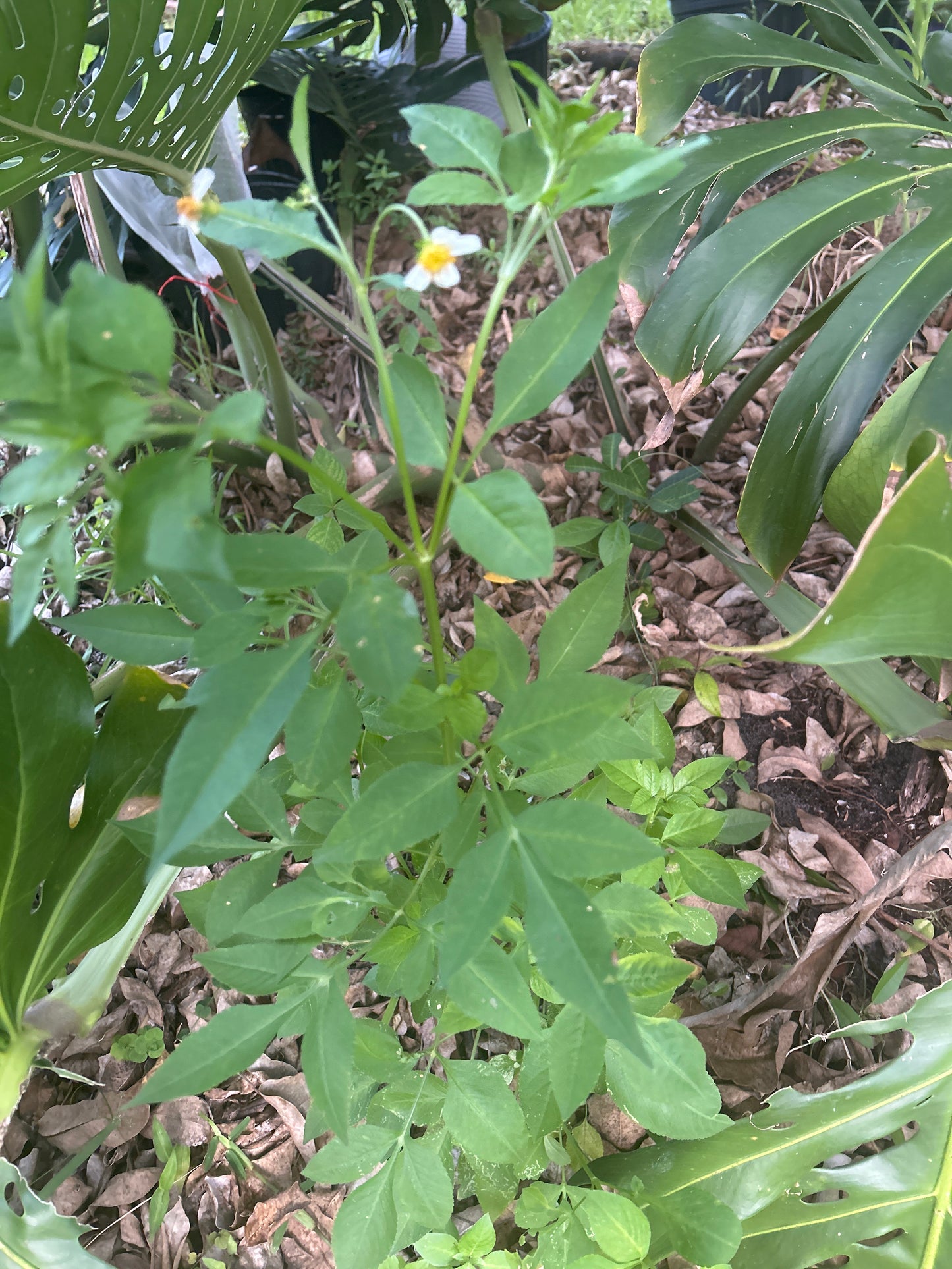 Biden Alba seeds