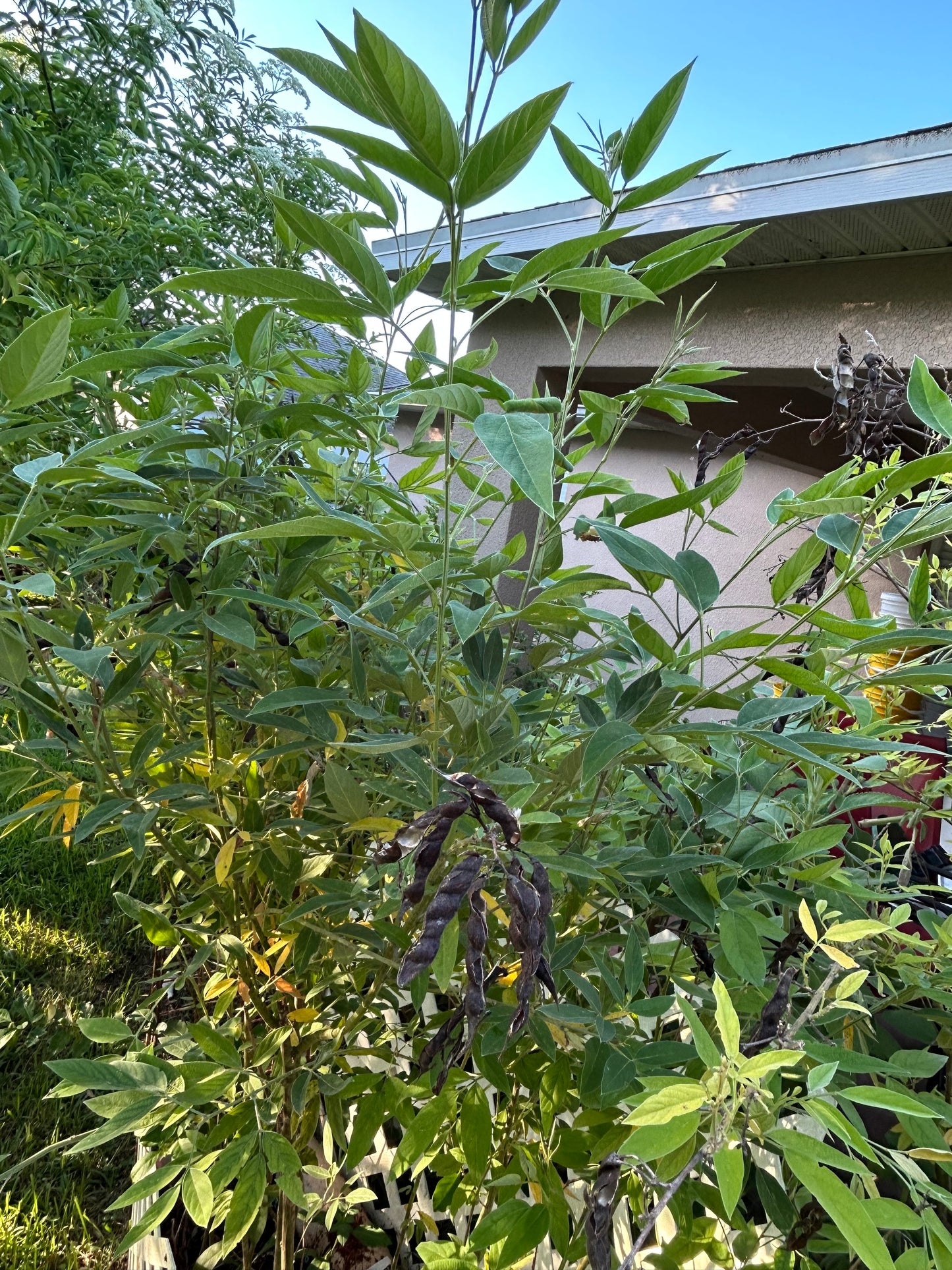 Pigeon peas