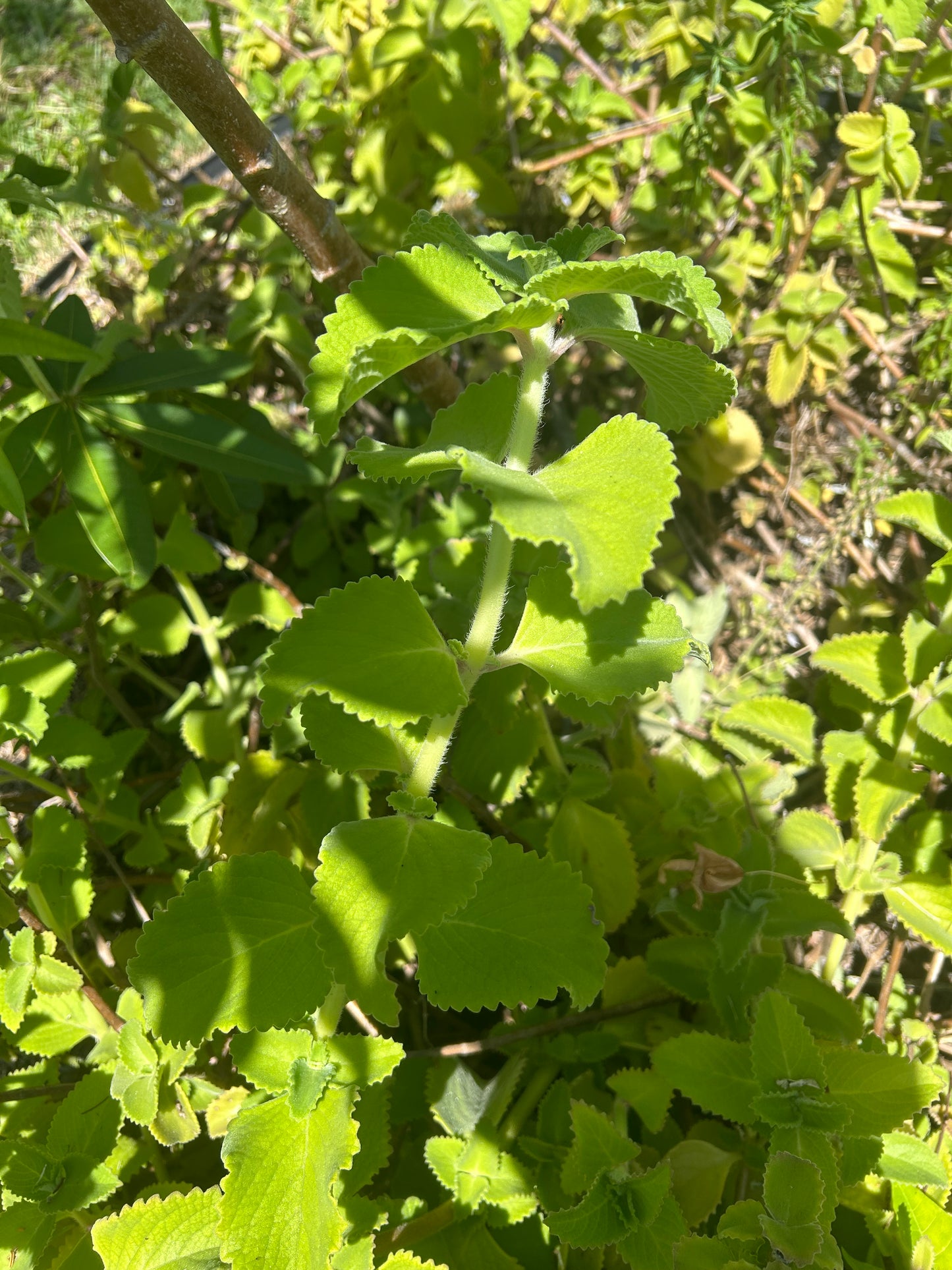 Caribbean oregano(cuttings)
