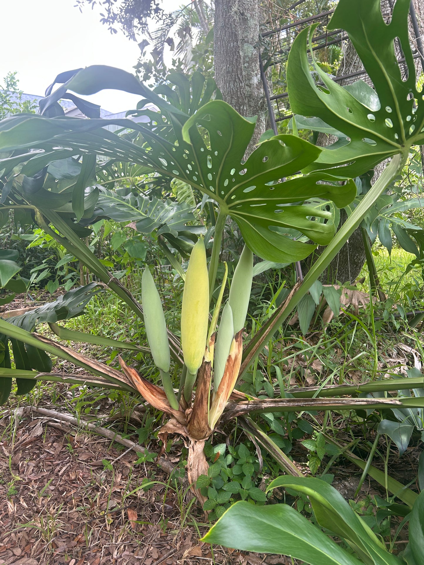 Monstera Delicioso fruit