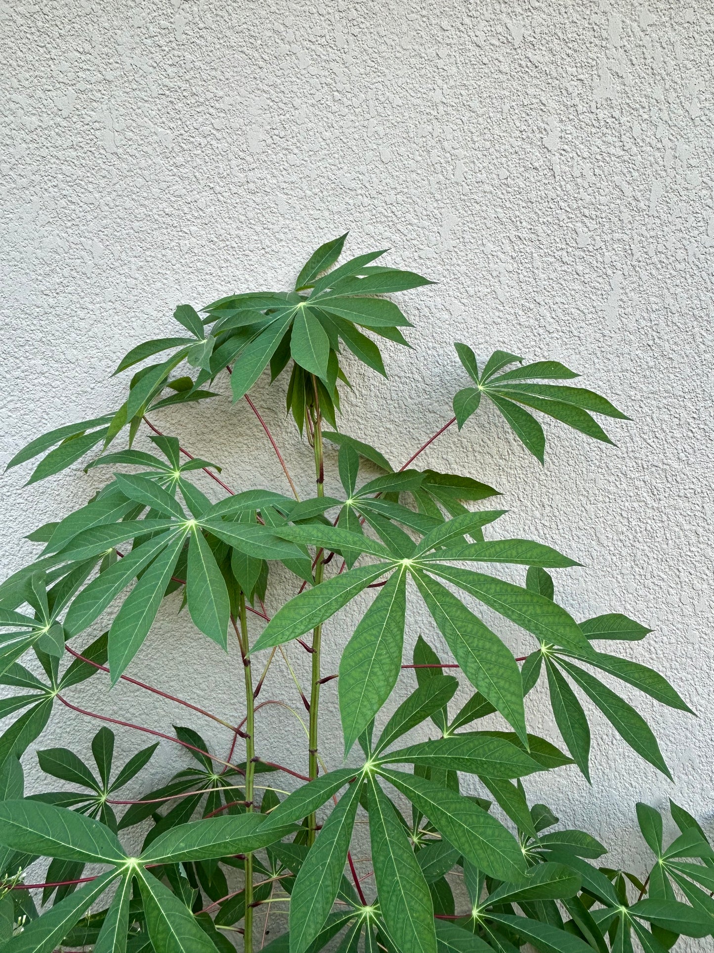 Yuca cuttings