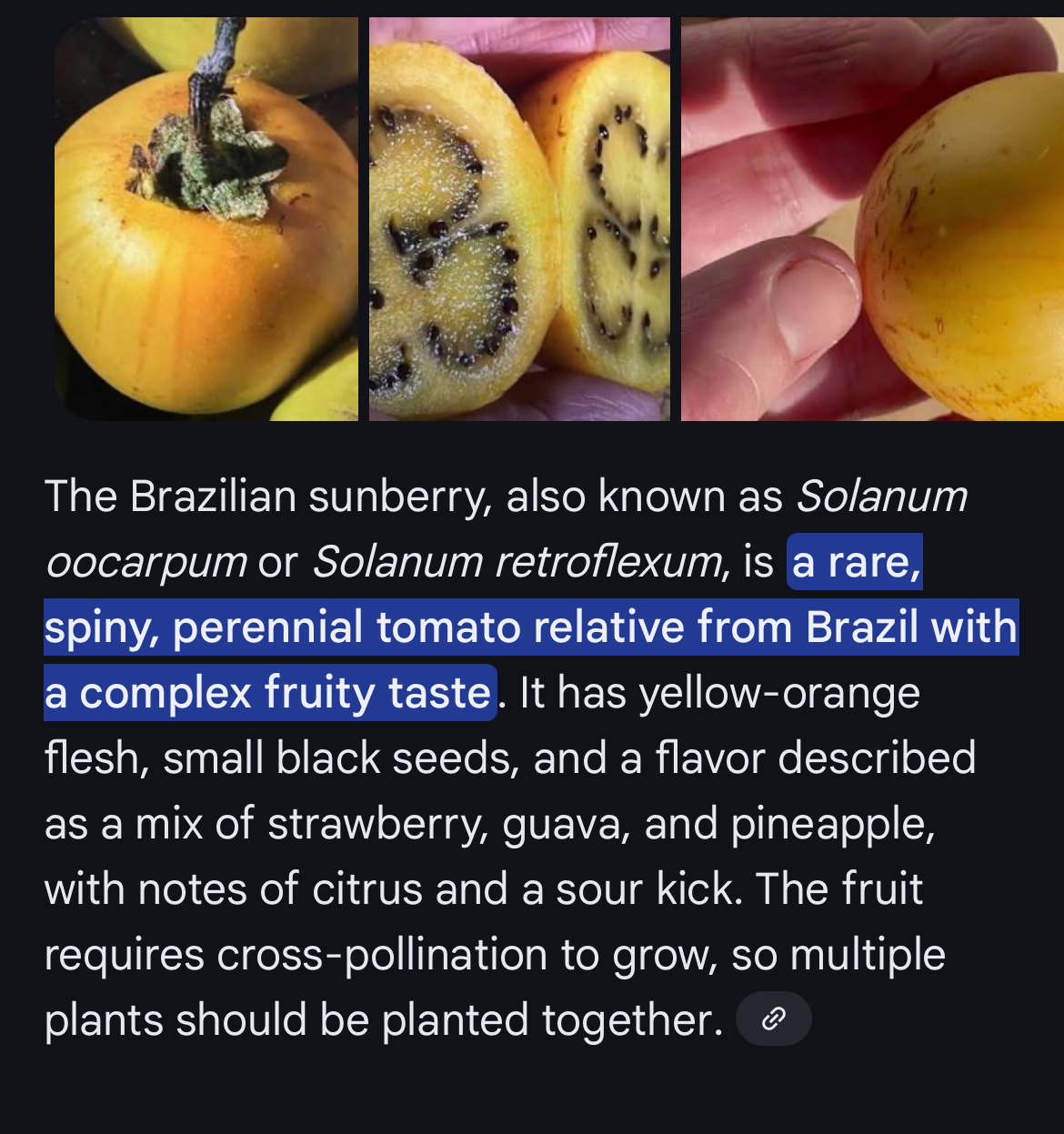 Brazilian Sunberry (Solanum oocarpum)