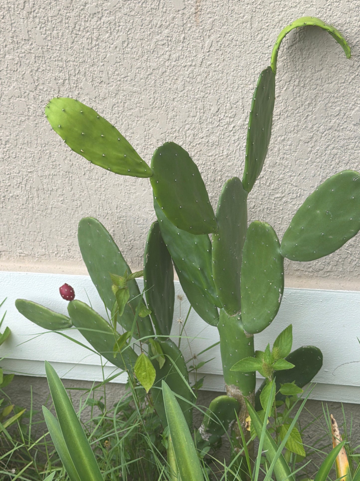 Spineless prickly pear