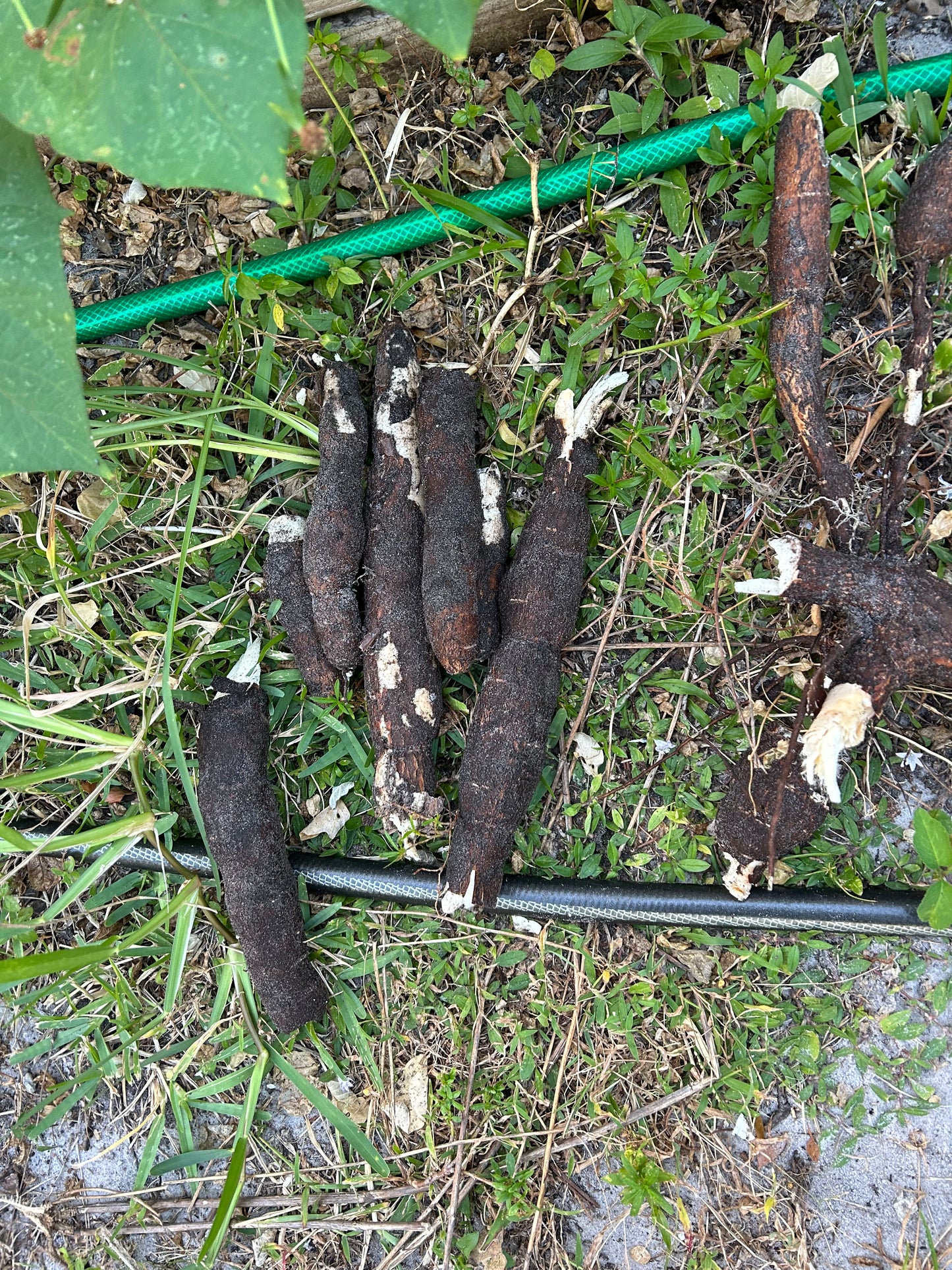 Yuca cuttings