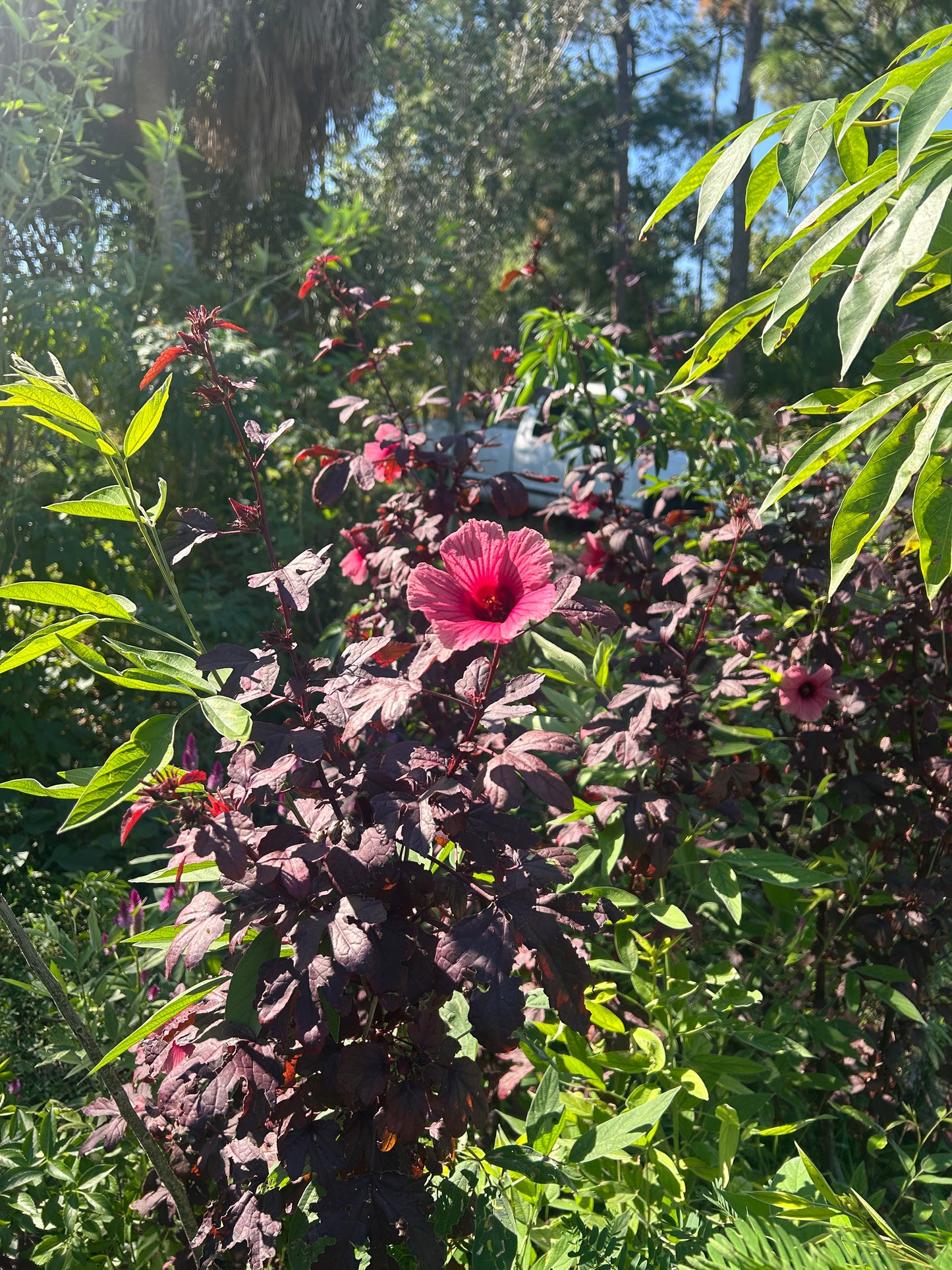 Cranberry hibiscus tea