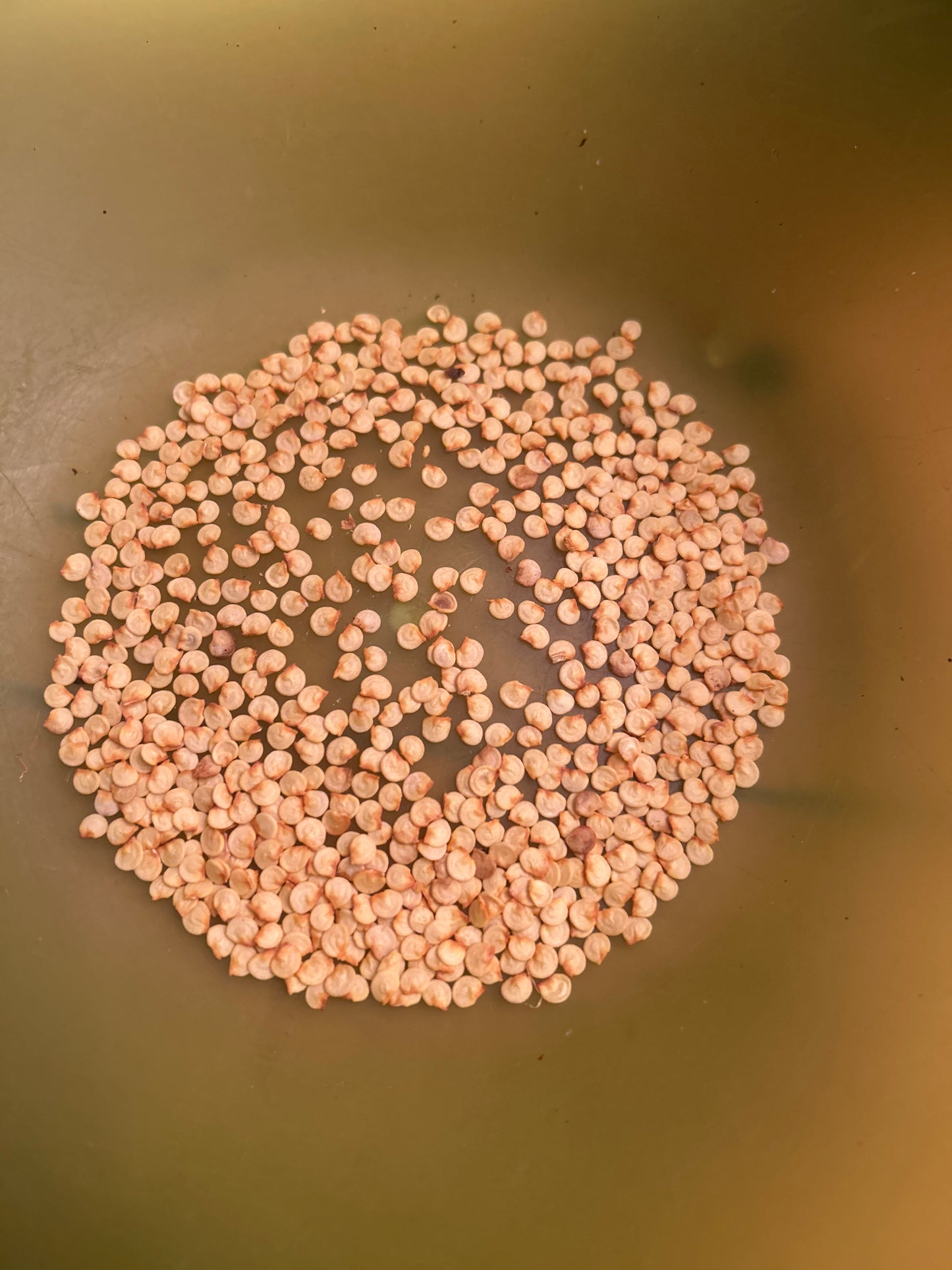 Yellow bell pepper seeds