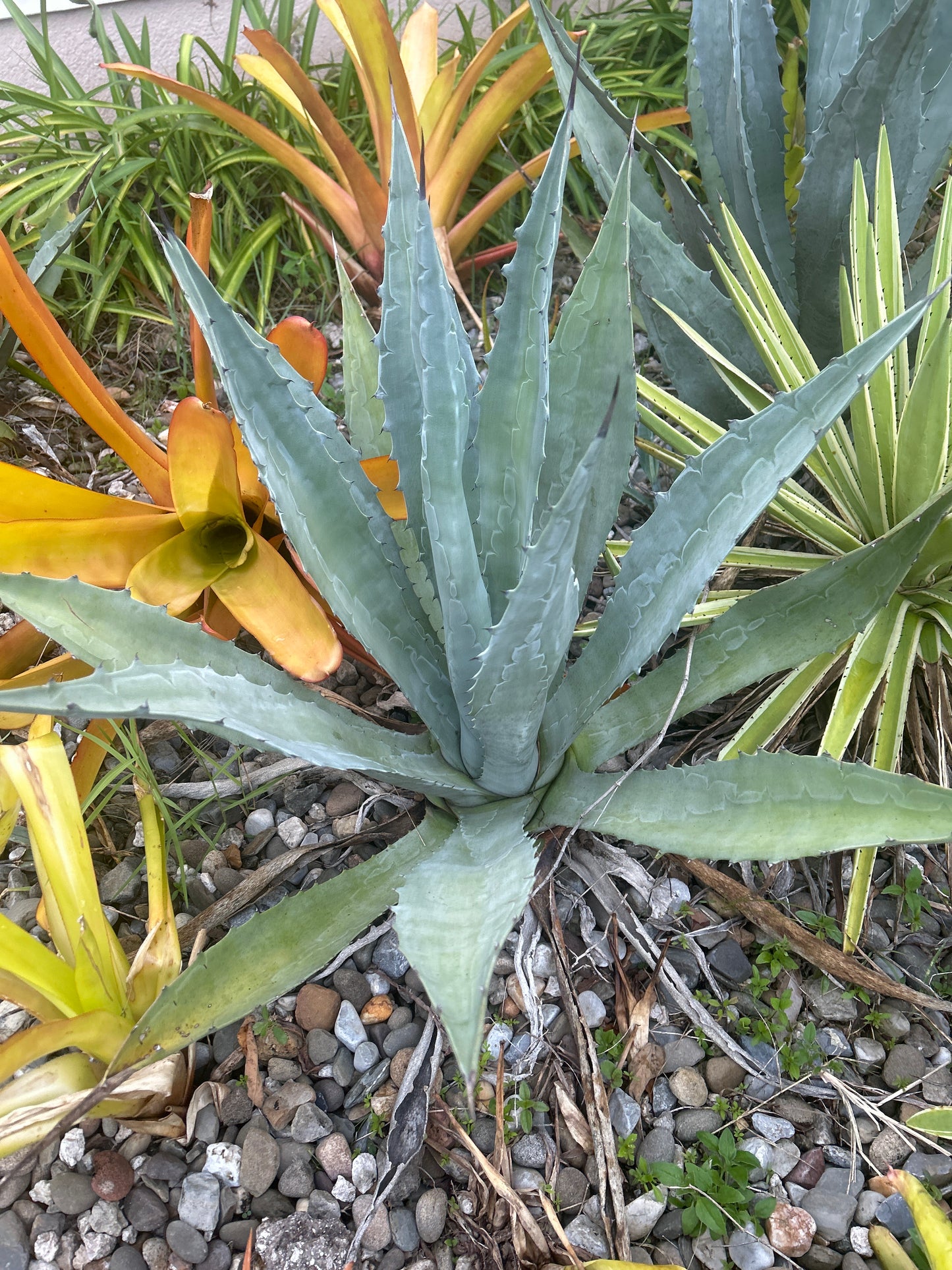 Agave pups