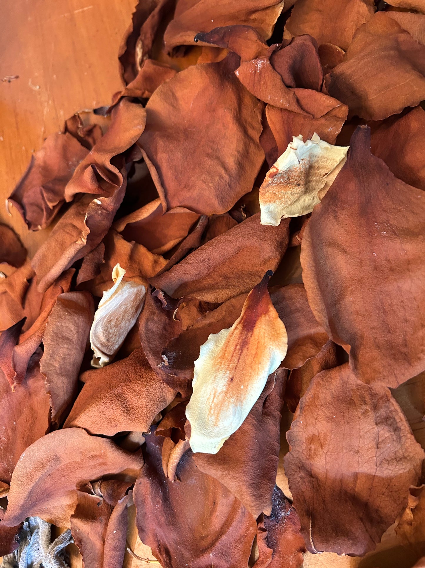 Magnolia flowers(dry)