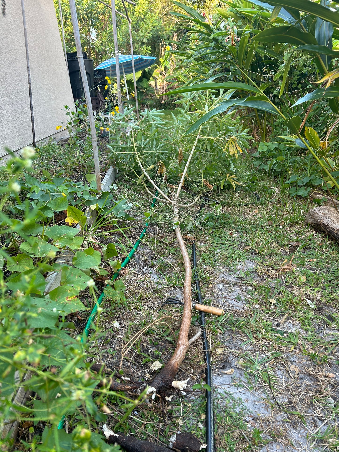 Yuca cuttings