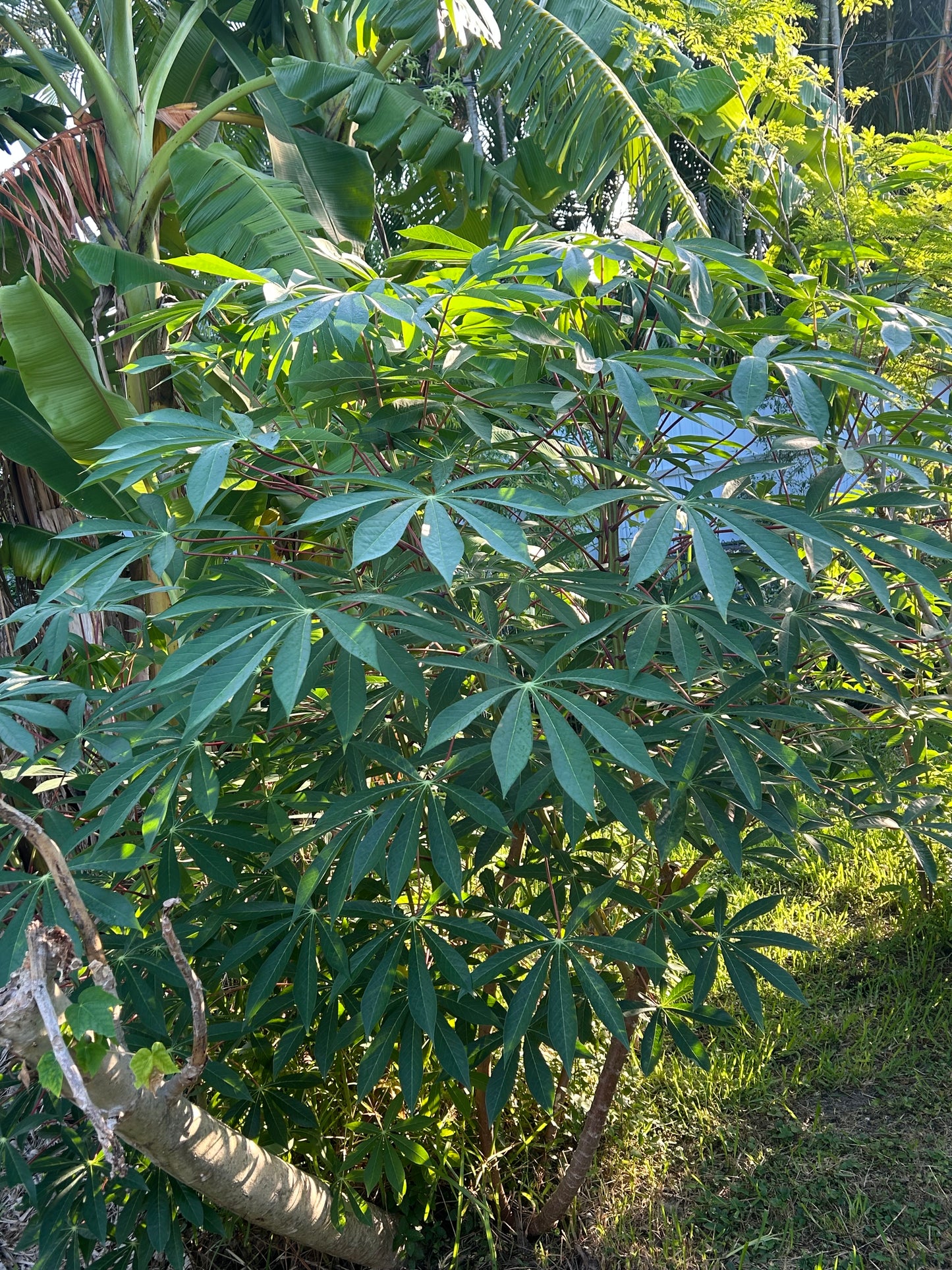 Yuca cuttings