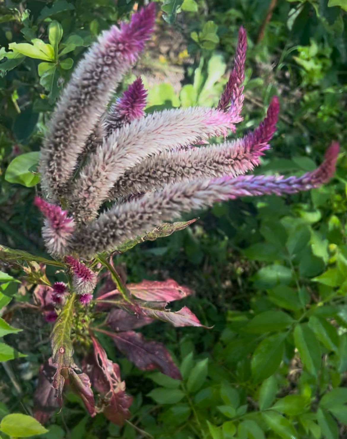 Amaranth seeds