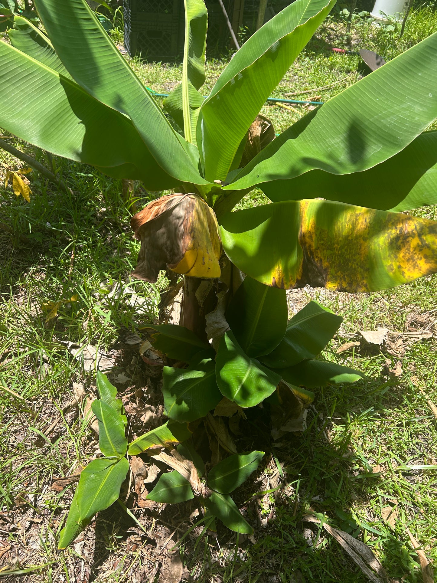 Dwarf Cavendish banana pups