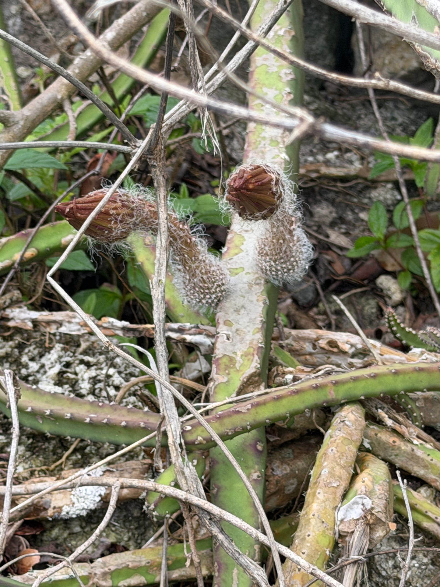 Princess of the Night/snake vine cactus(Selenicereus pteranthus)