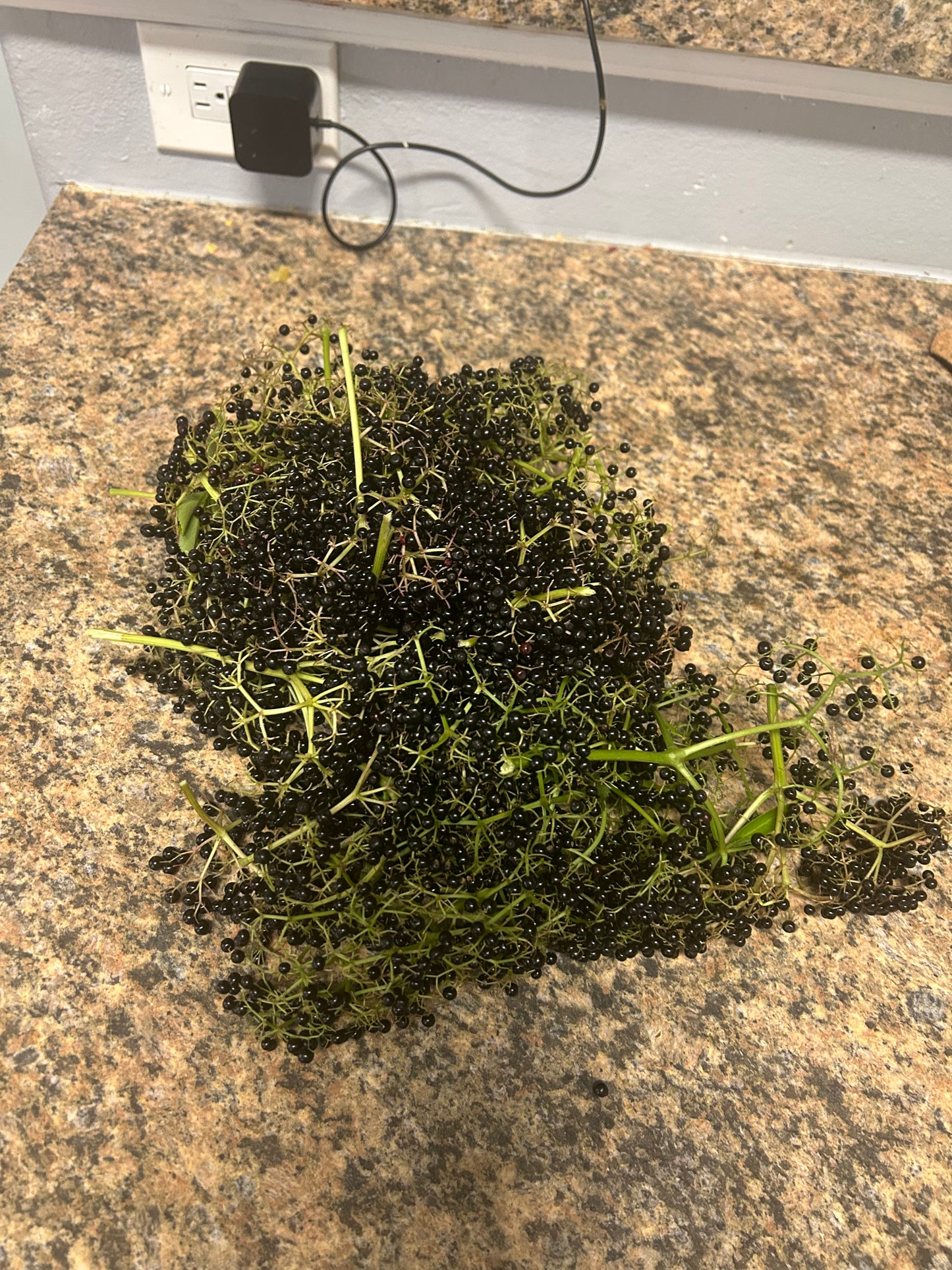 Elderberry cuttings