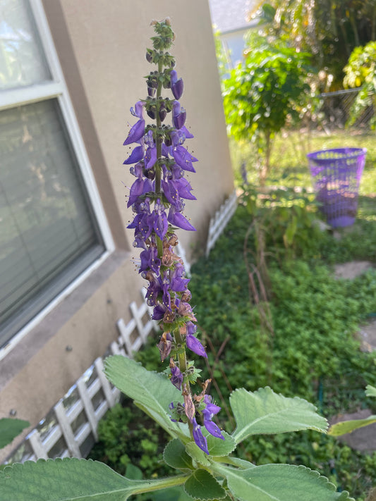 Blue Spur Flower/ Toilet Paper Plant (cuttings)