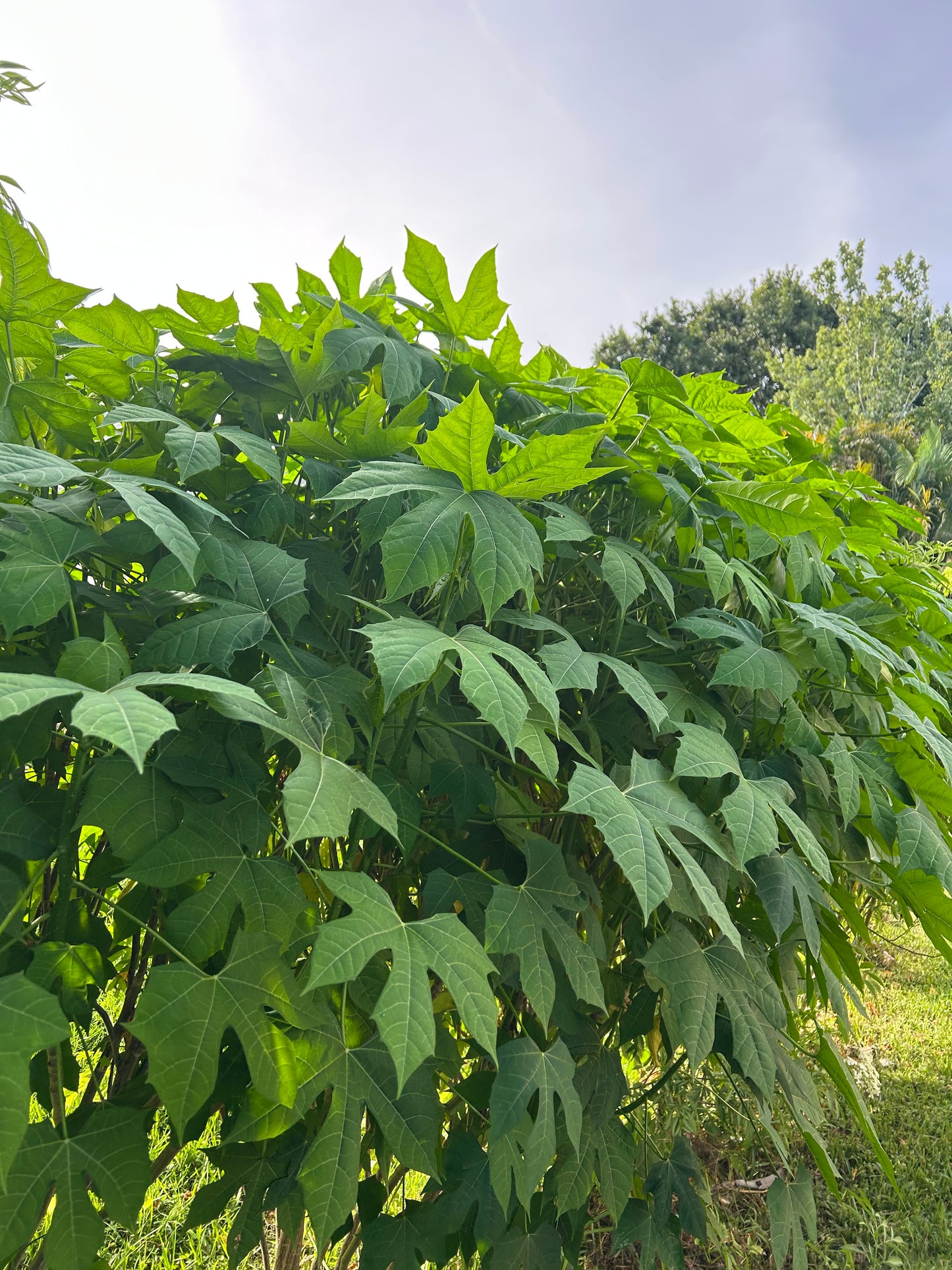 chaya/spinach tree