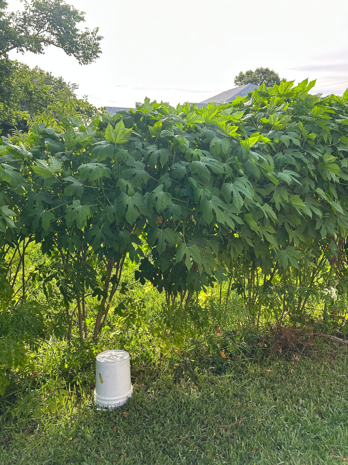 chaya/spinach tree