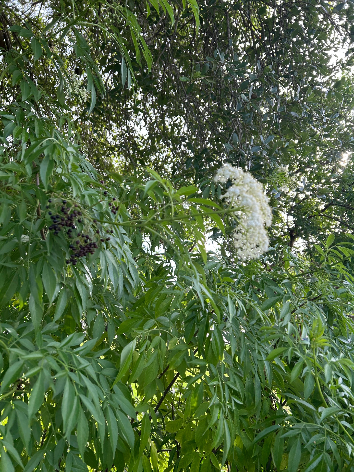 Elderberry cuttings