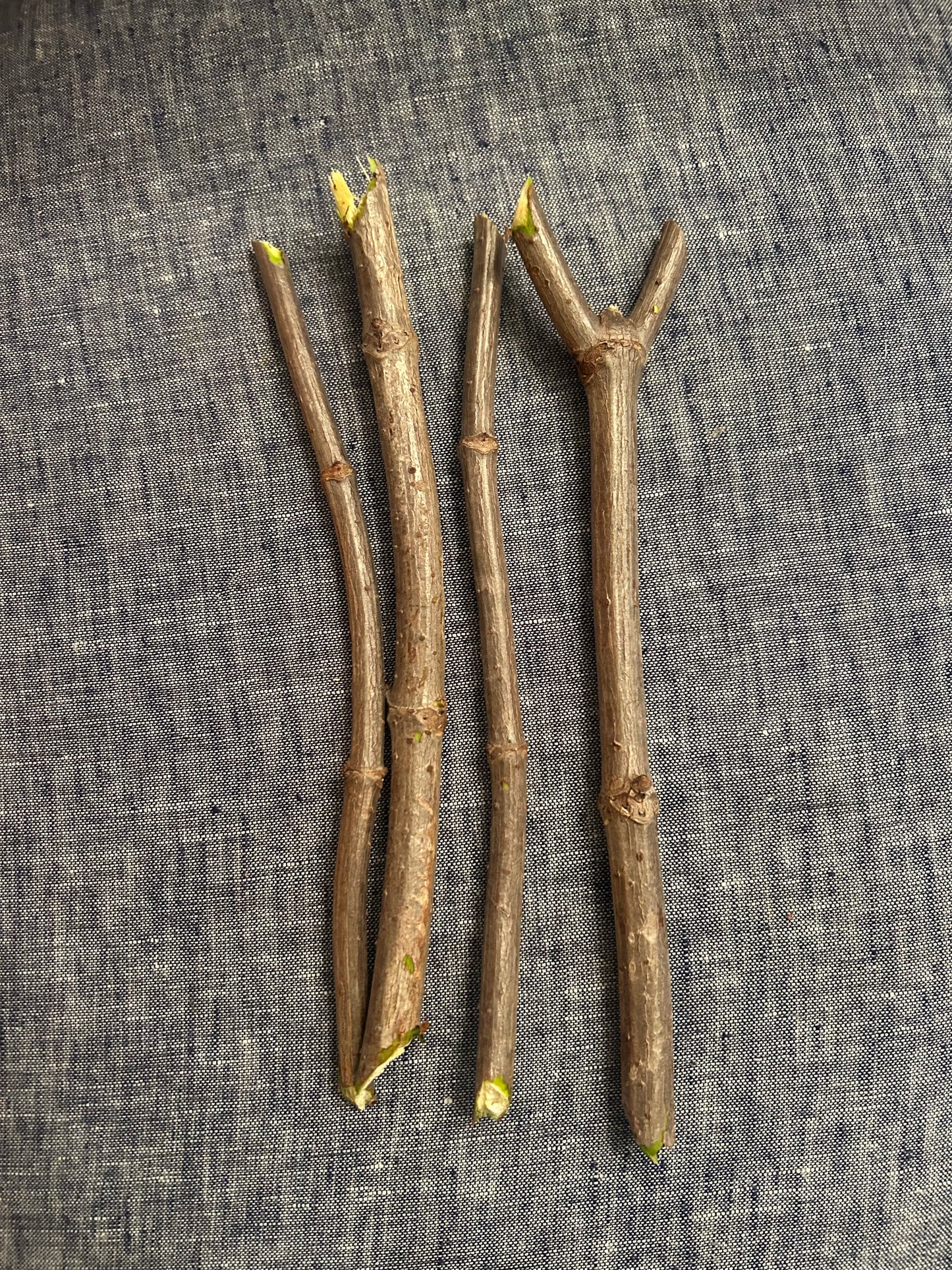Elderberry cuttings