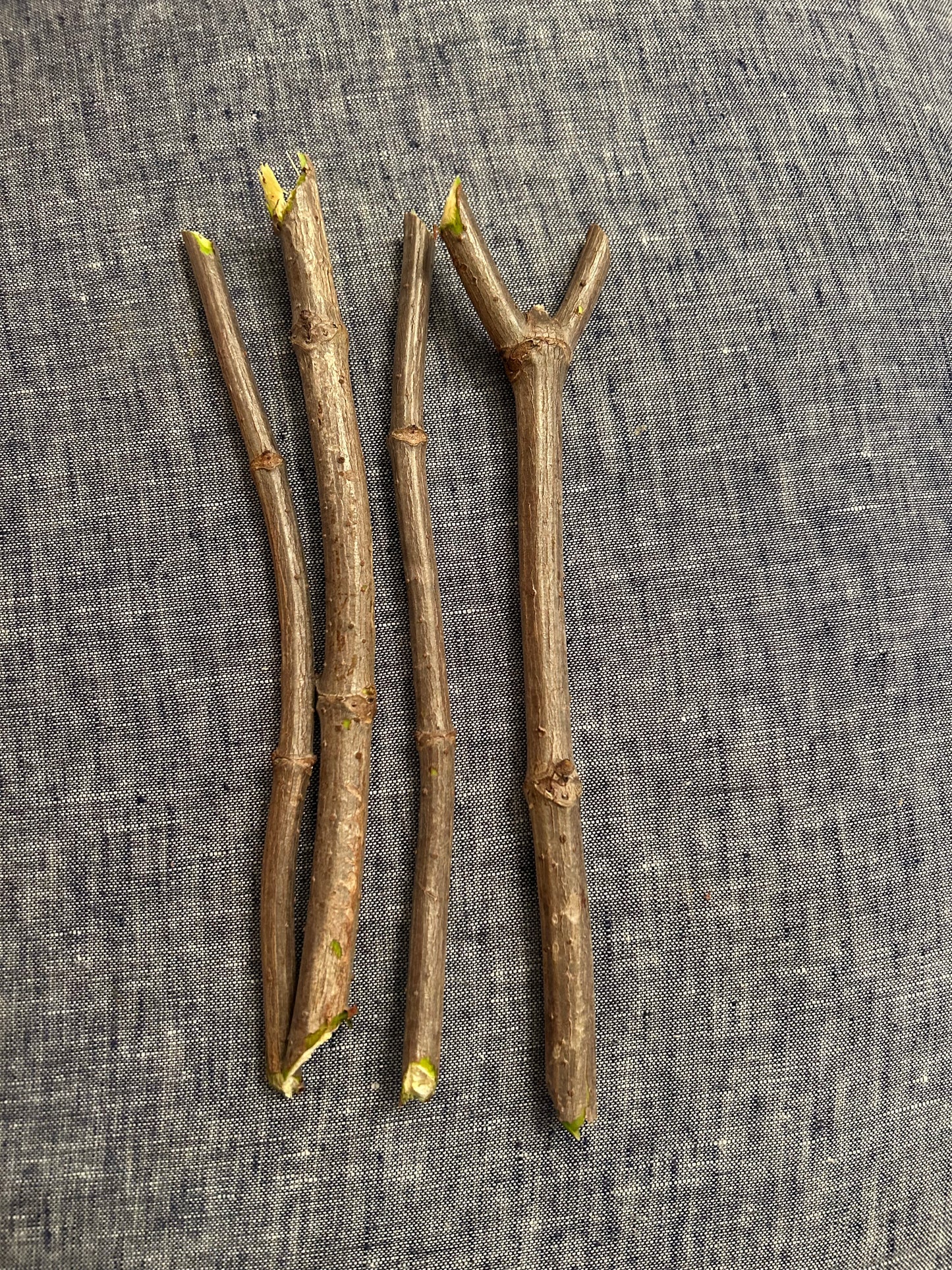 Elderberry cuttings