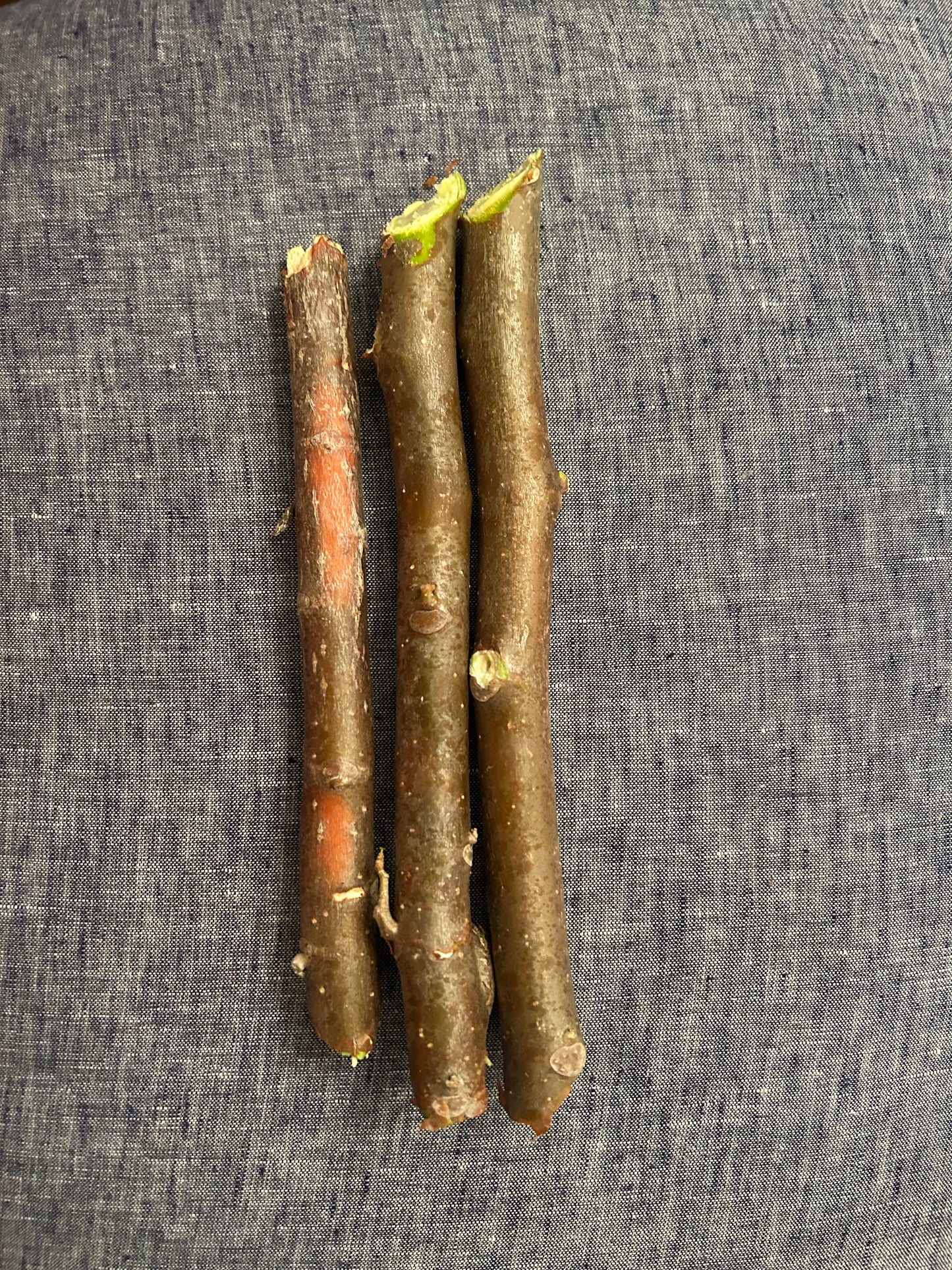 chaya/spinach tree