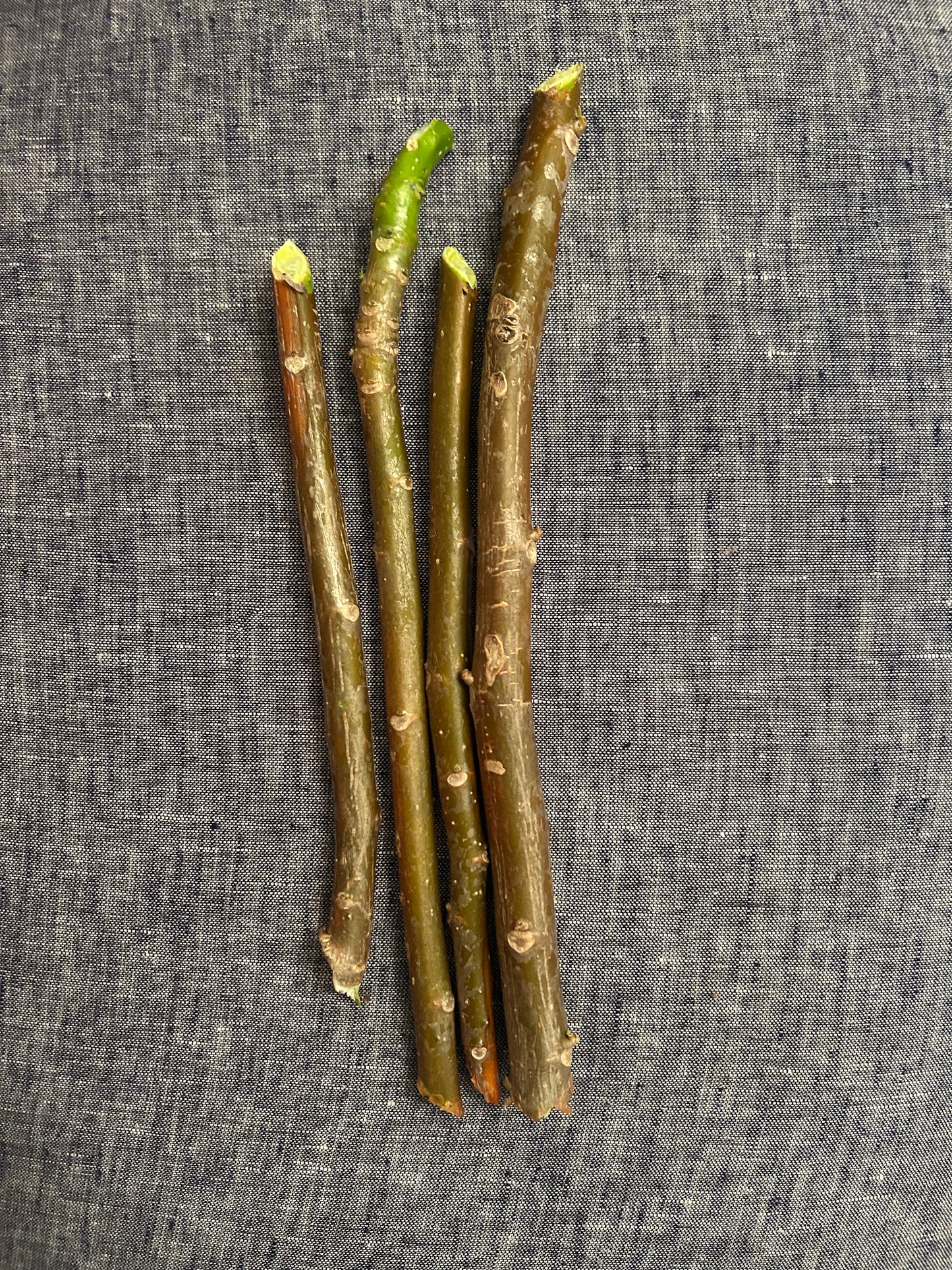 chaya/spinach tree