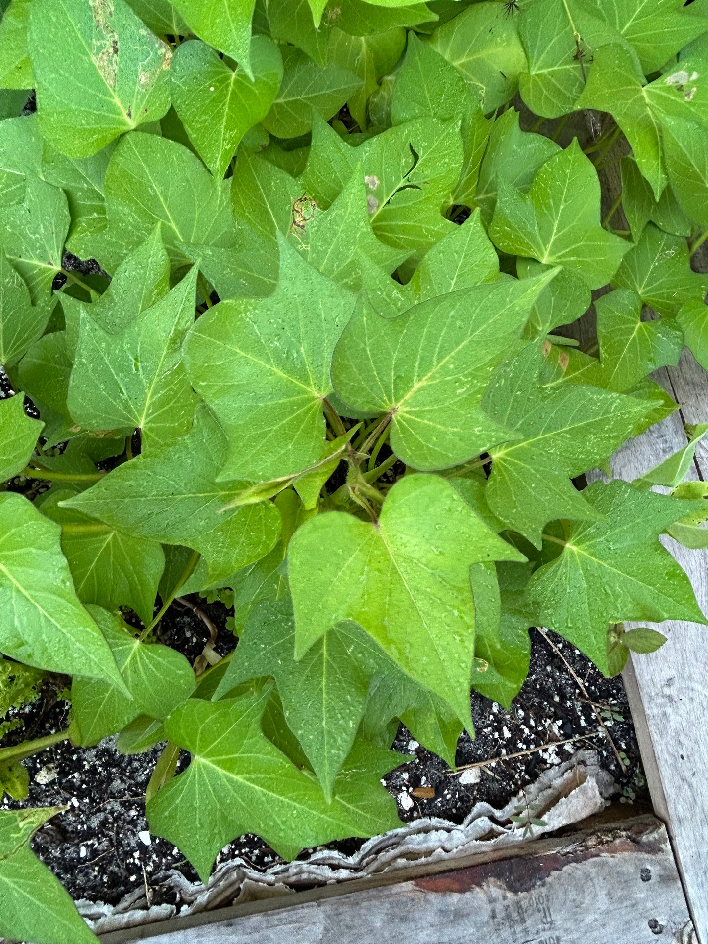Purple, sweet potato slips
