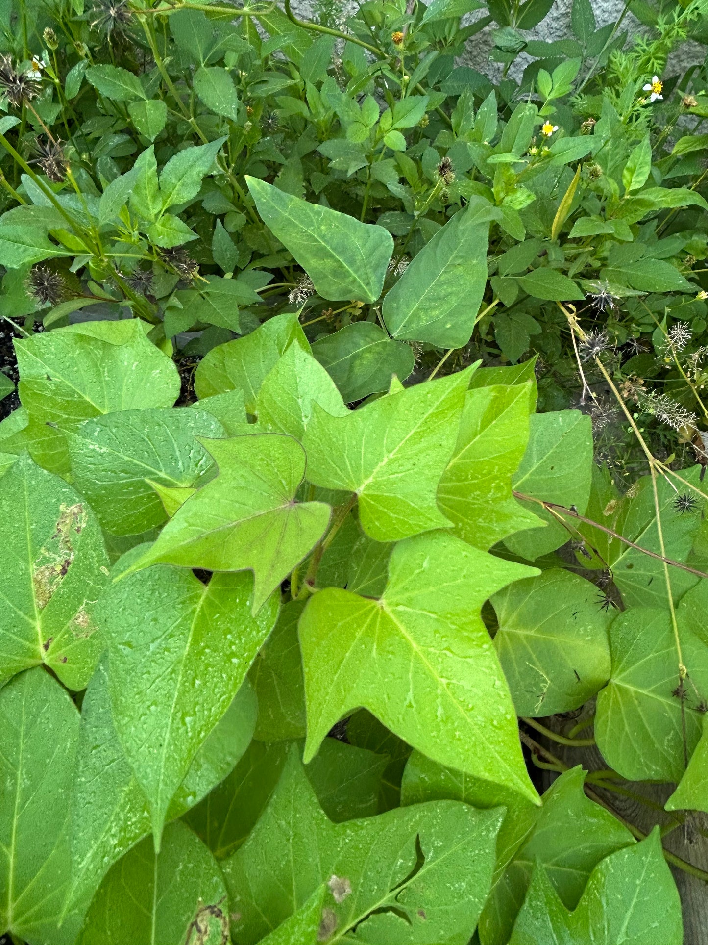 Purple, sweet potato slips