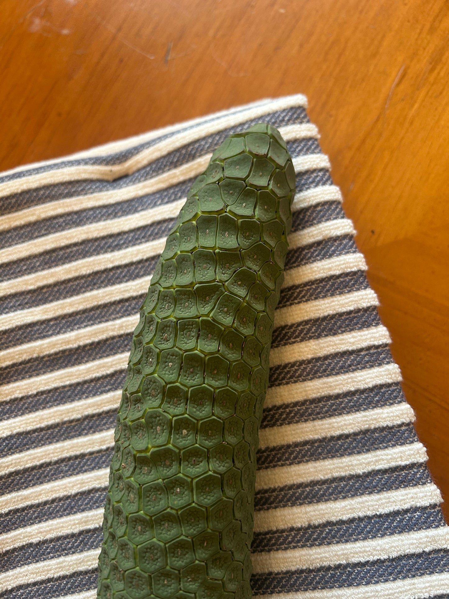 Monstera Delicioso fruit