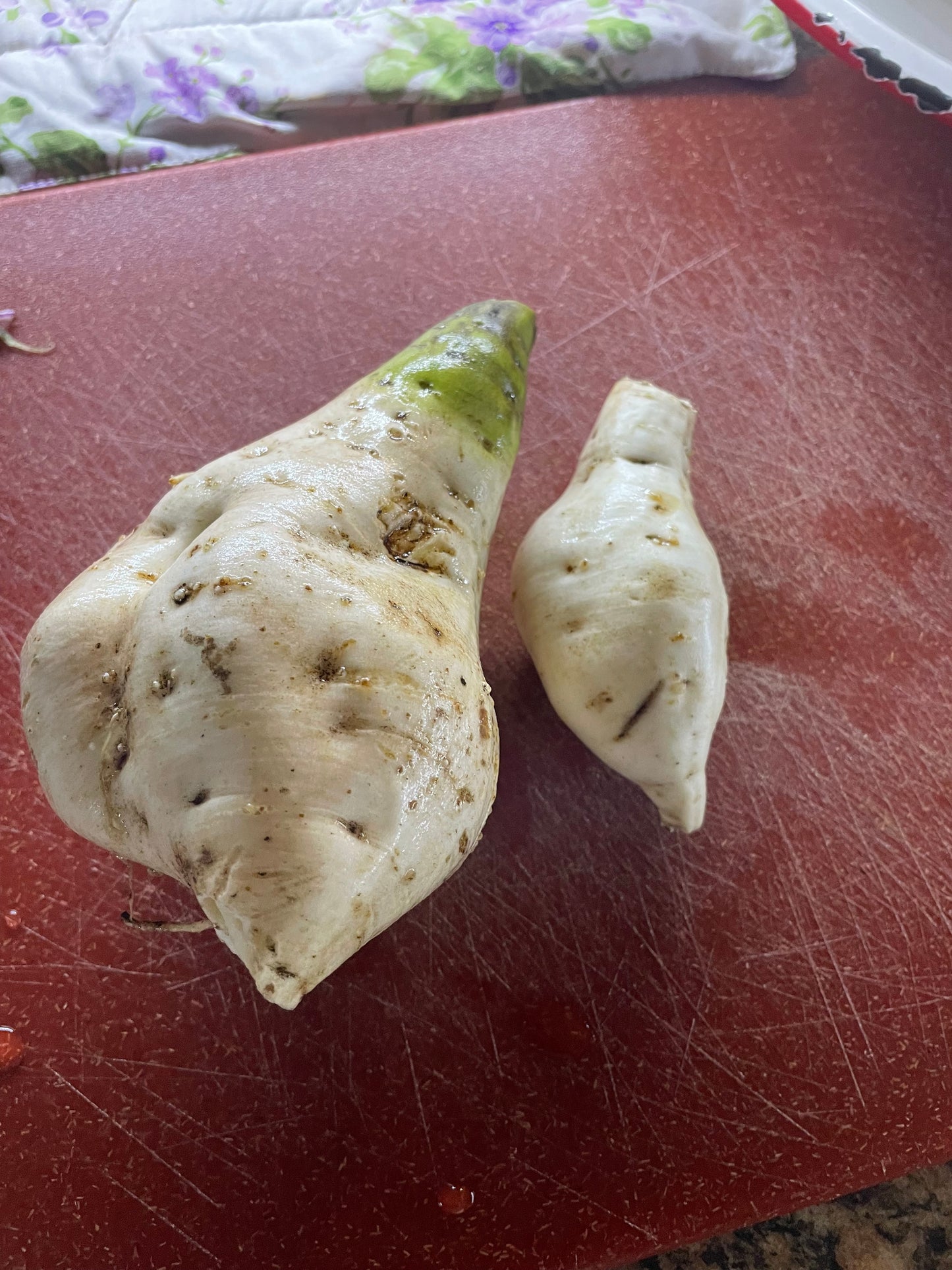 White sweet potato slips