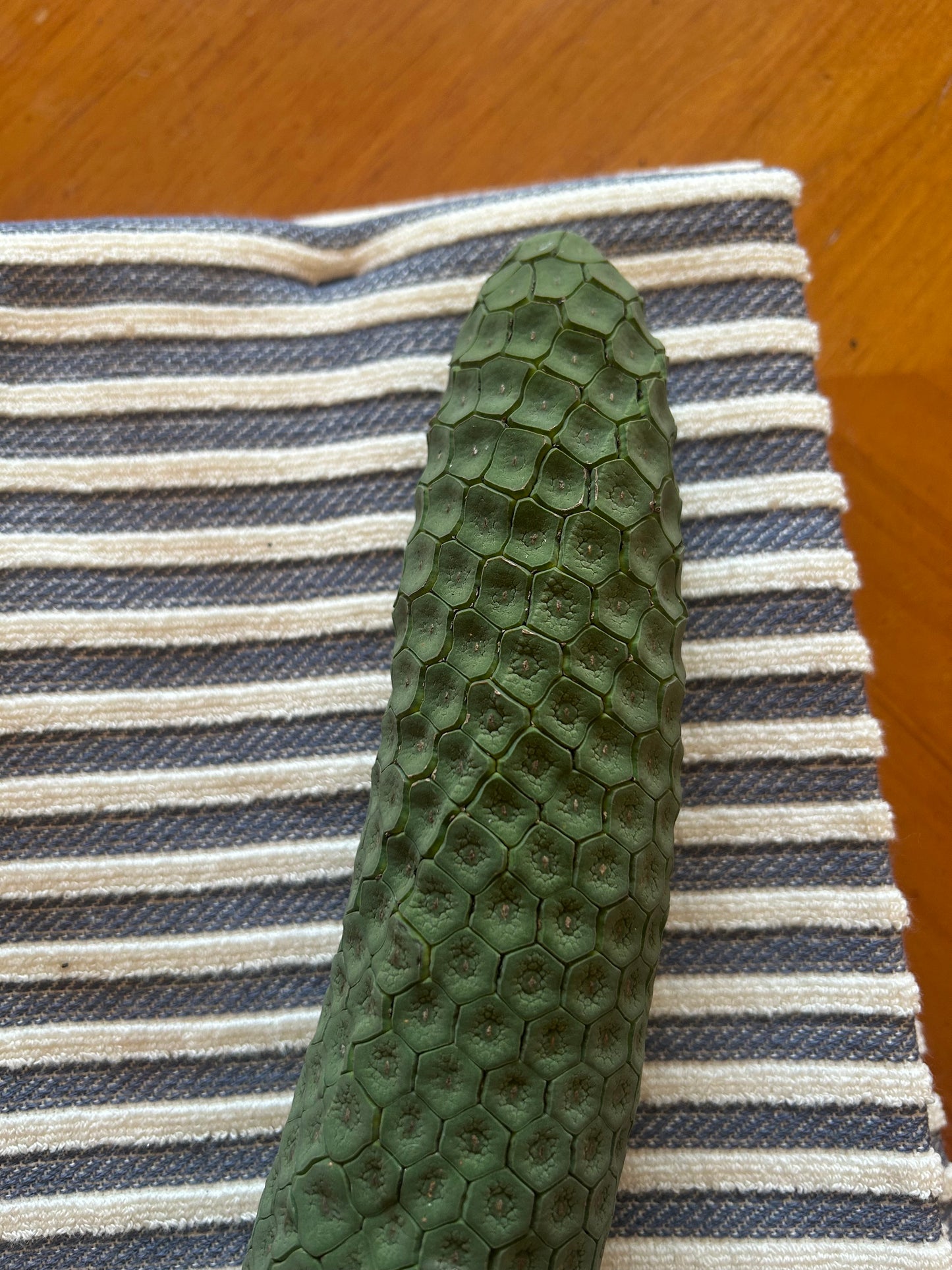 Monstera Delicioso fruit