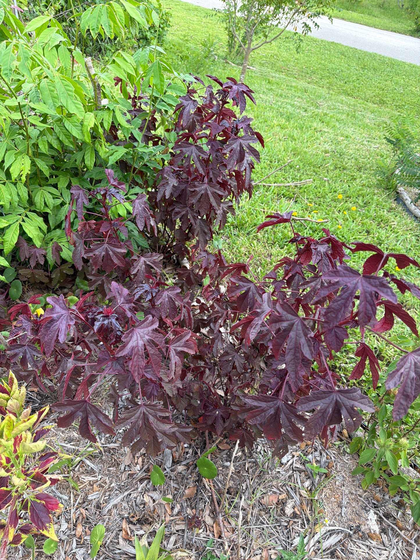 Cranberry hibiscus seeds