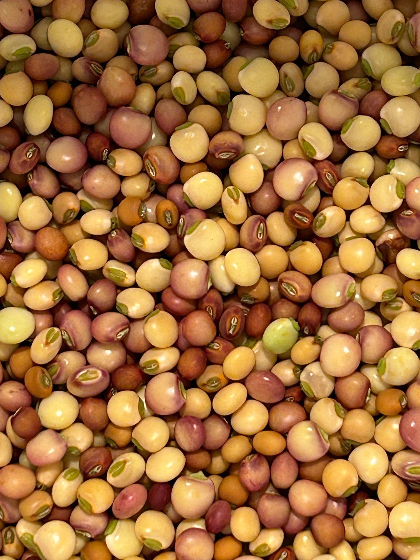 Pigeon peas