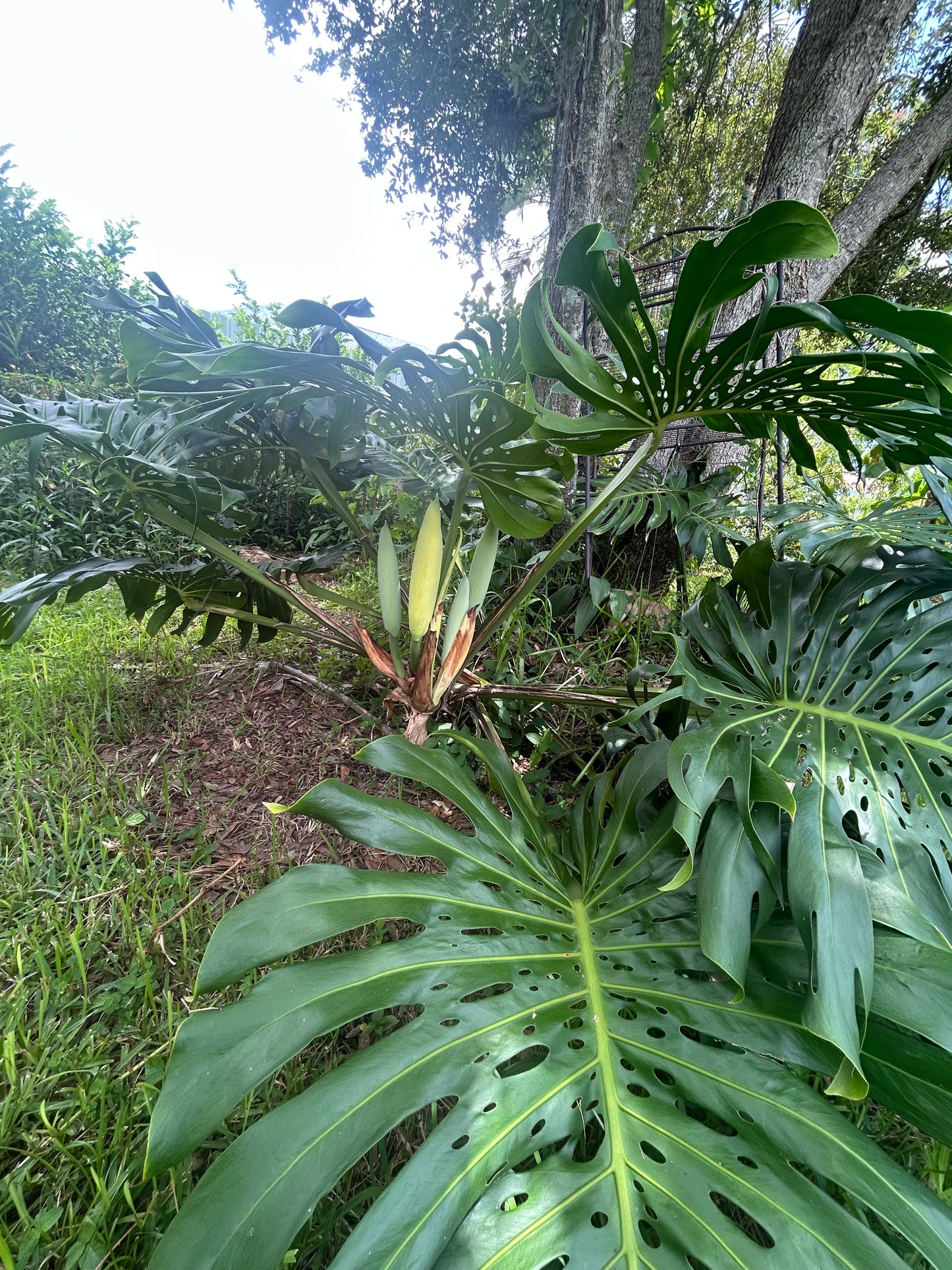 Monstera Delicioso fruit