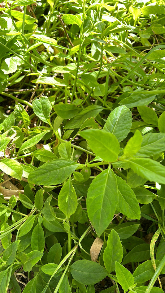 Longevity spinach cuttings