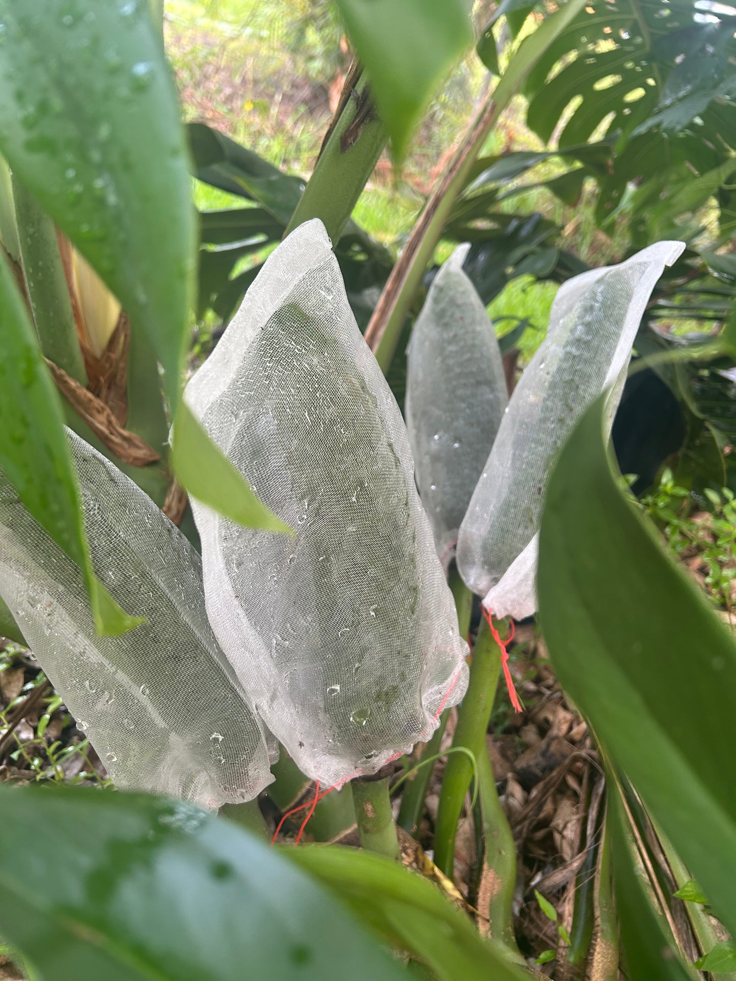 Monstera Delicioso fruit