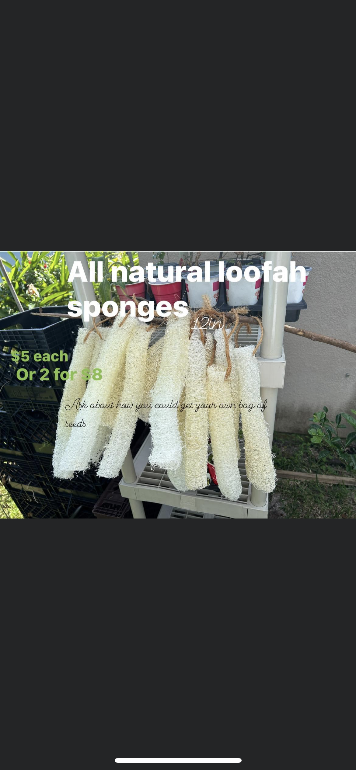 Edible loofah seeds