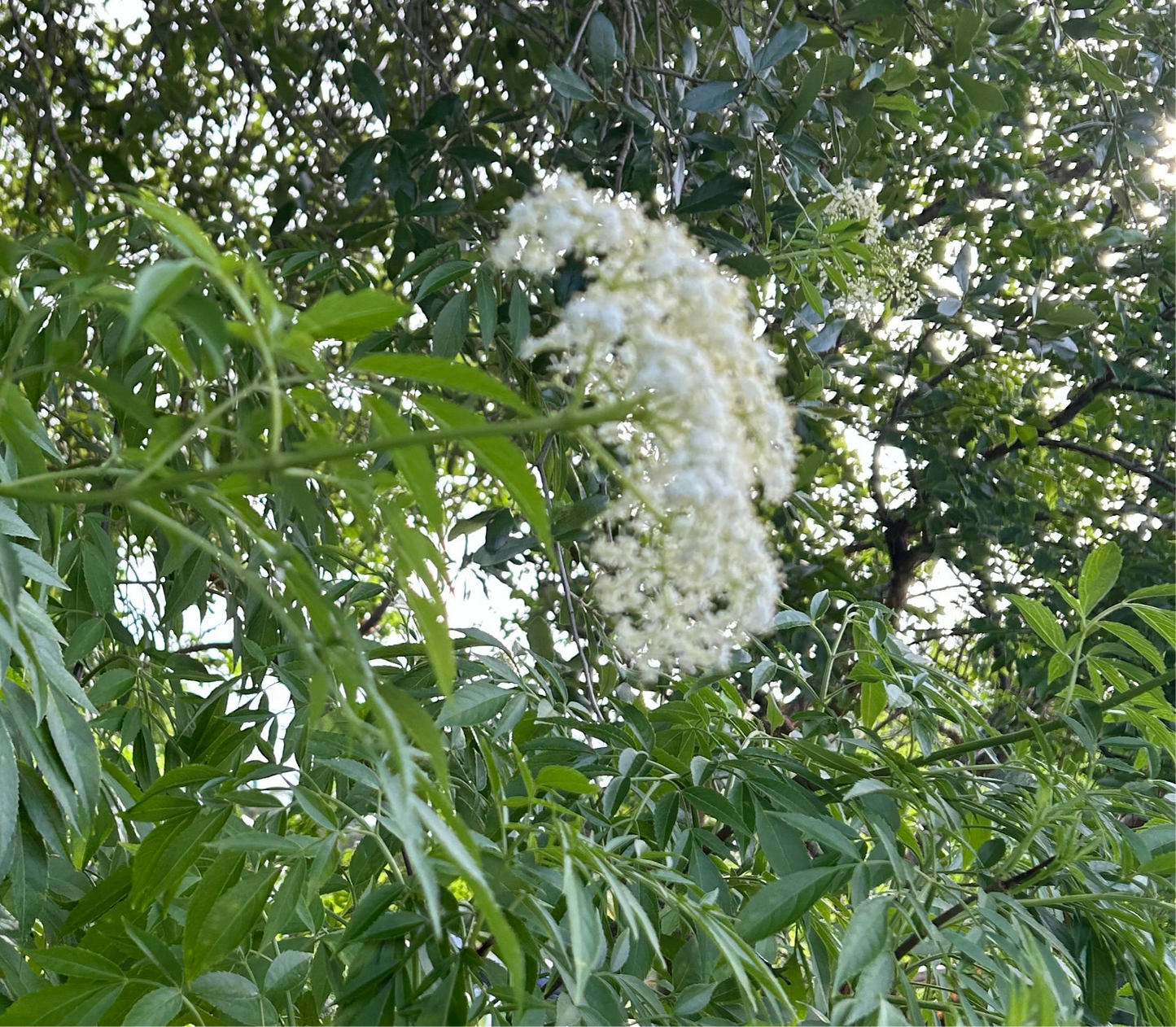 Elderflower(dry)