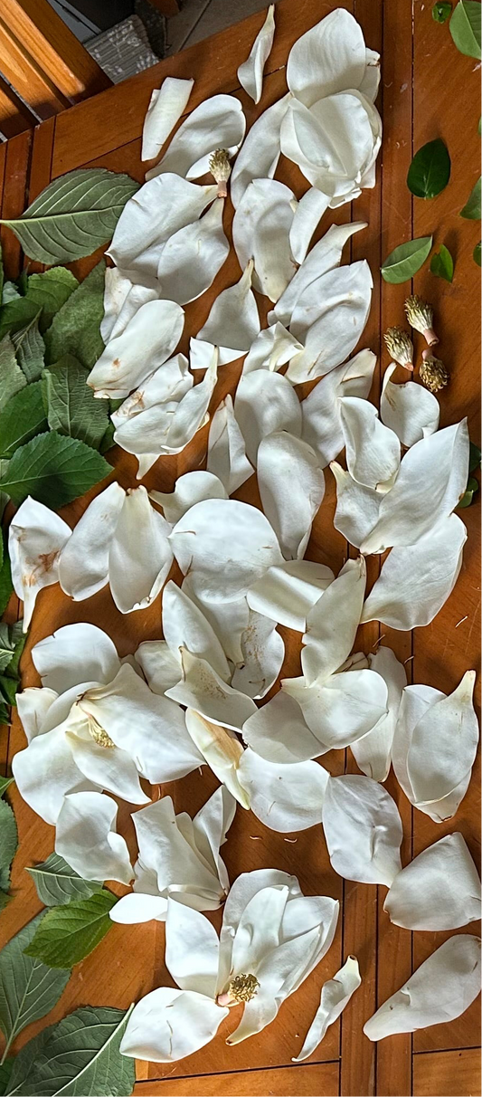 Magnolia flowers(dry)