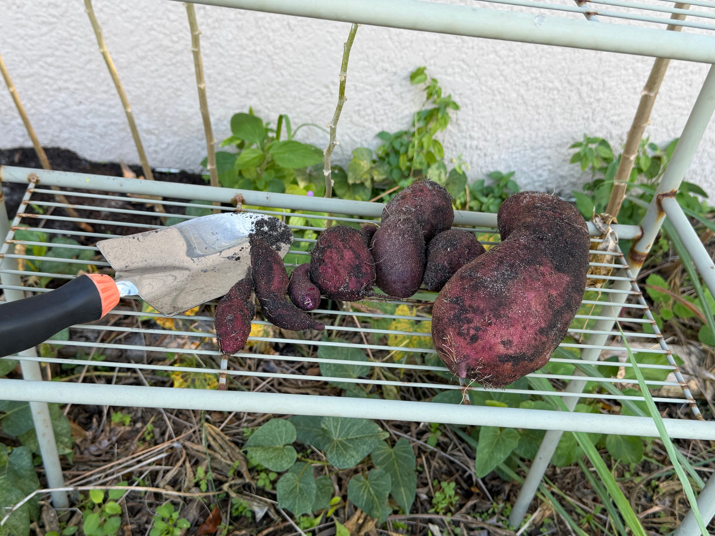 Purple, sweet potato slips