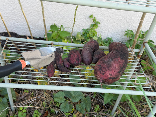 Purple, sweet potato slips