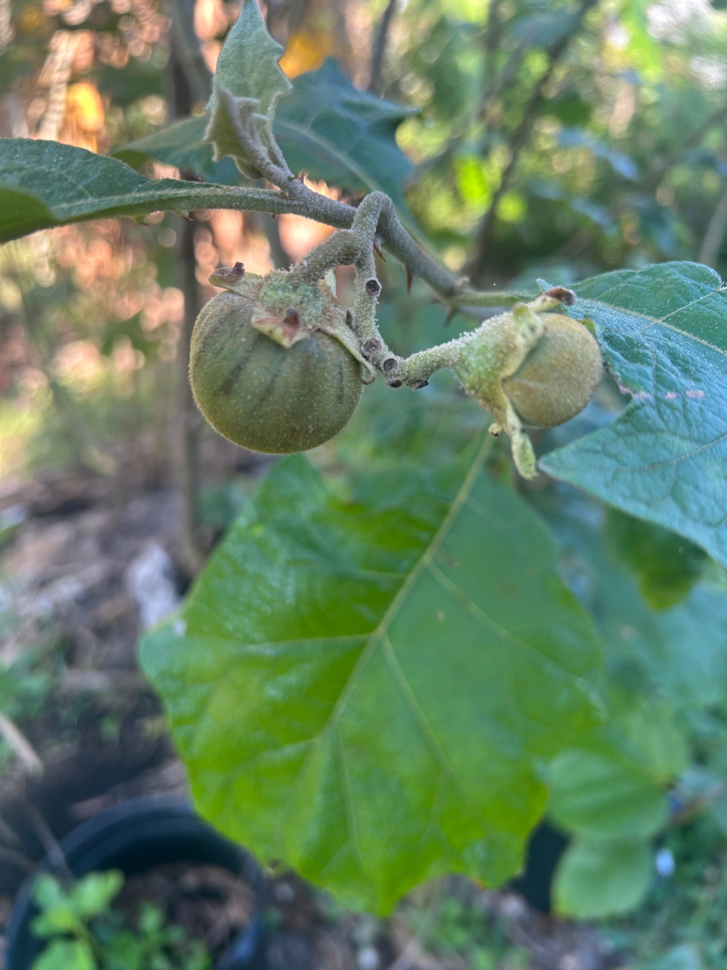Brazilian Sunberry (Solanum oocarpum)